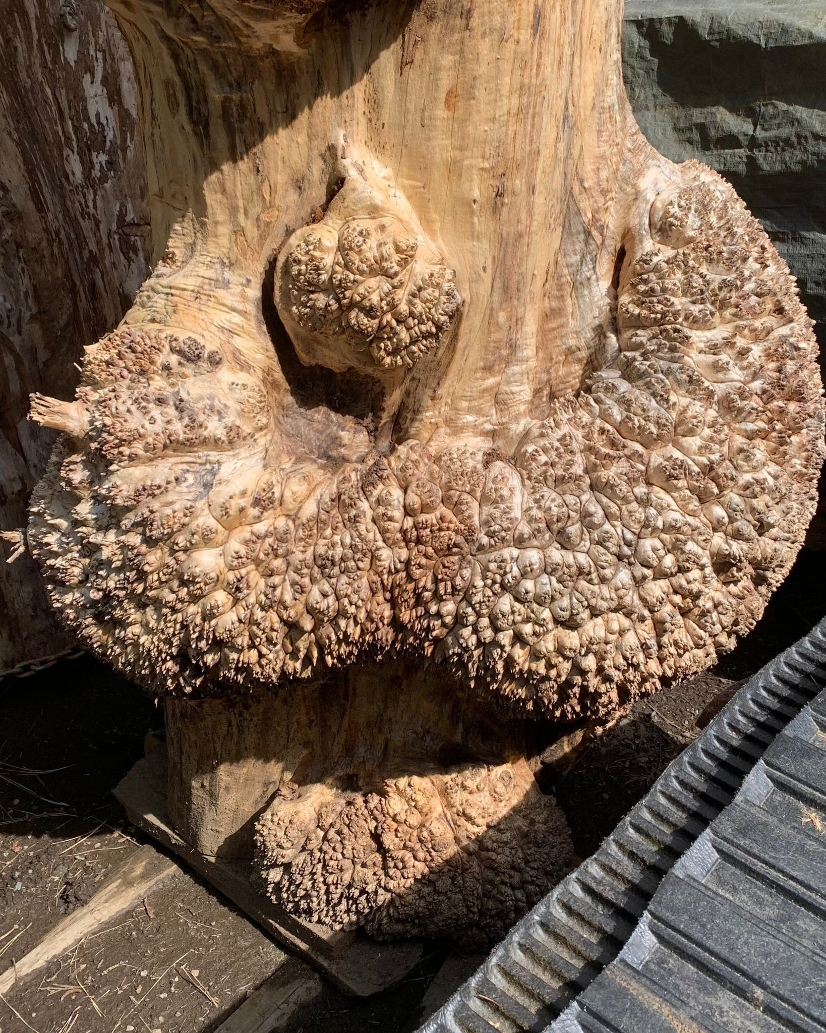 LiveEdge Big Leaf Maple Burl Cluster | Craft Wood & Shapes | Hamilton Lee Supply