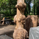 LiveEdge Big Leaf Maple Burl Cluster | Craft Wood & Shapes | Hamilton Lee Supply