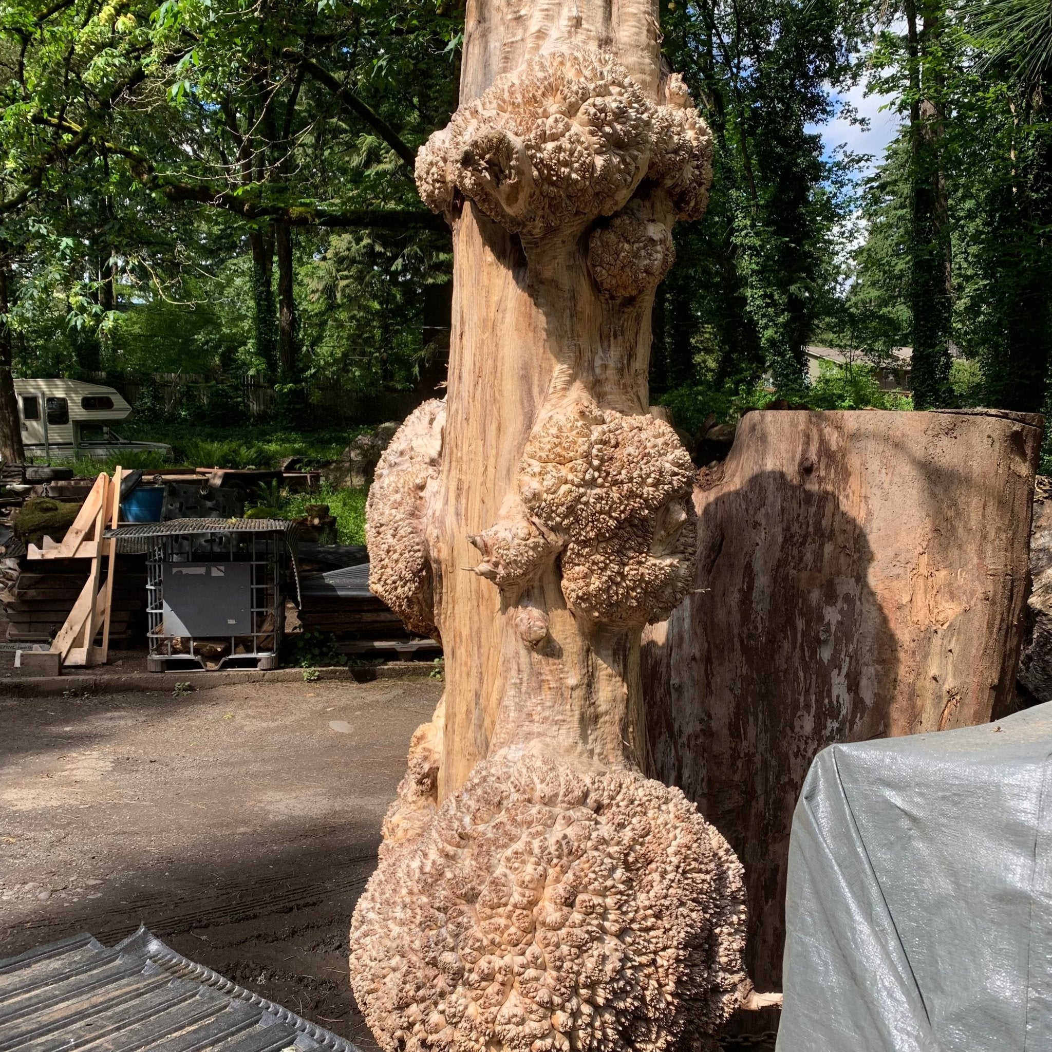 LiveEdge Big Leaf Maple Burl Cluster | Craft Wood & Shapes | Hamilton Lee Supply