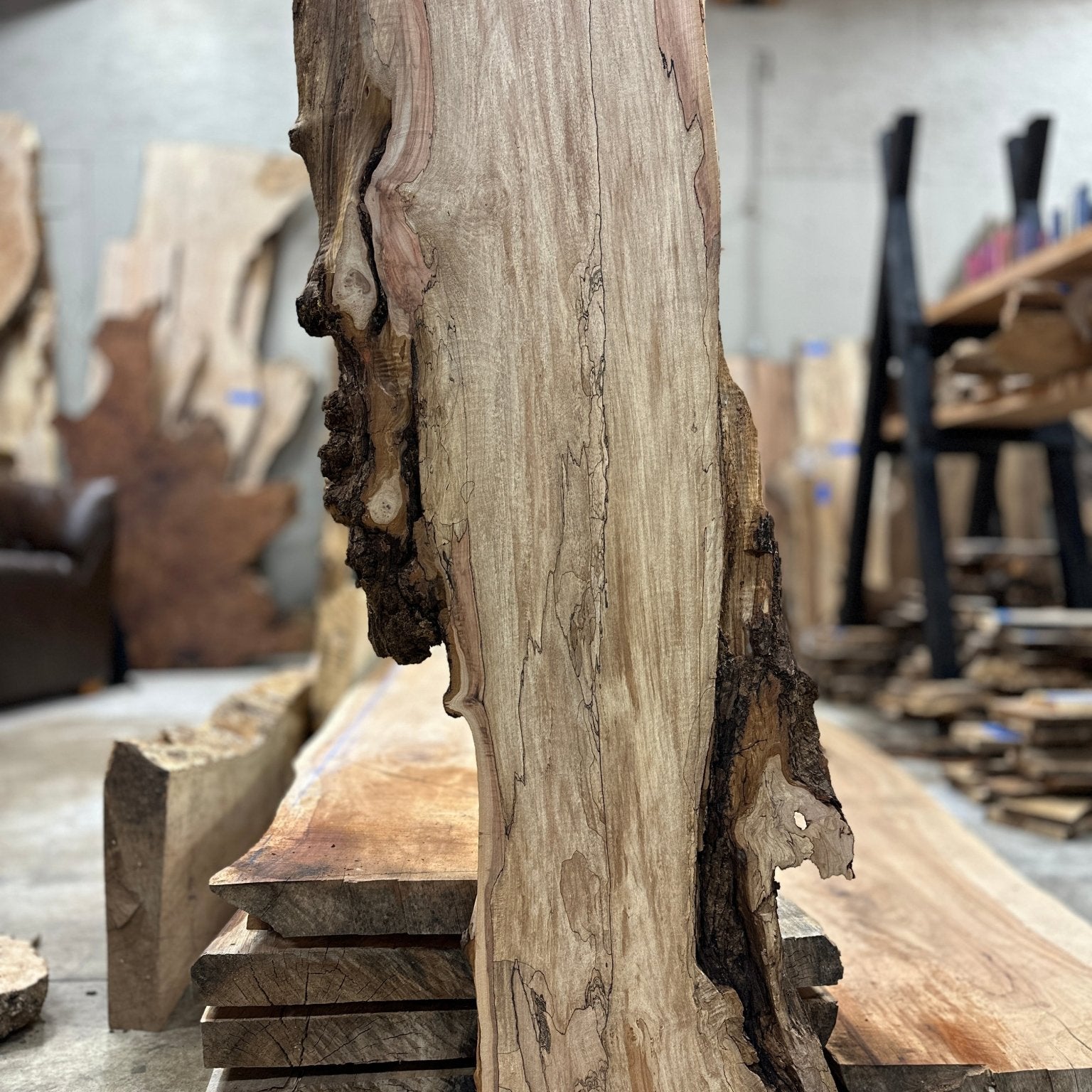 LiveEdge Big Leaf Maple Premium Spalt | Big Leaf Maple | Hamilton Lee Supply