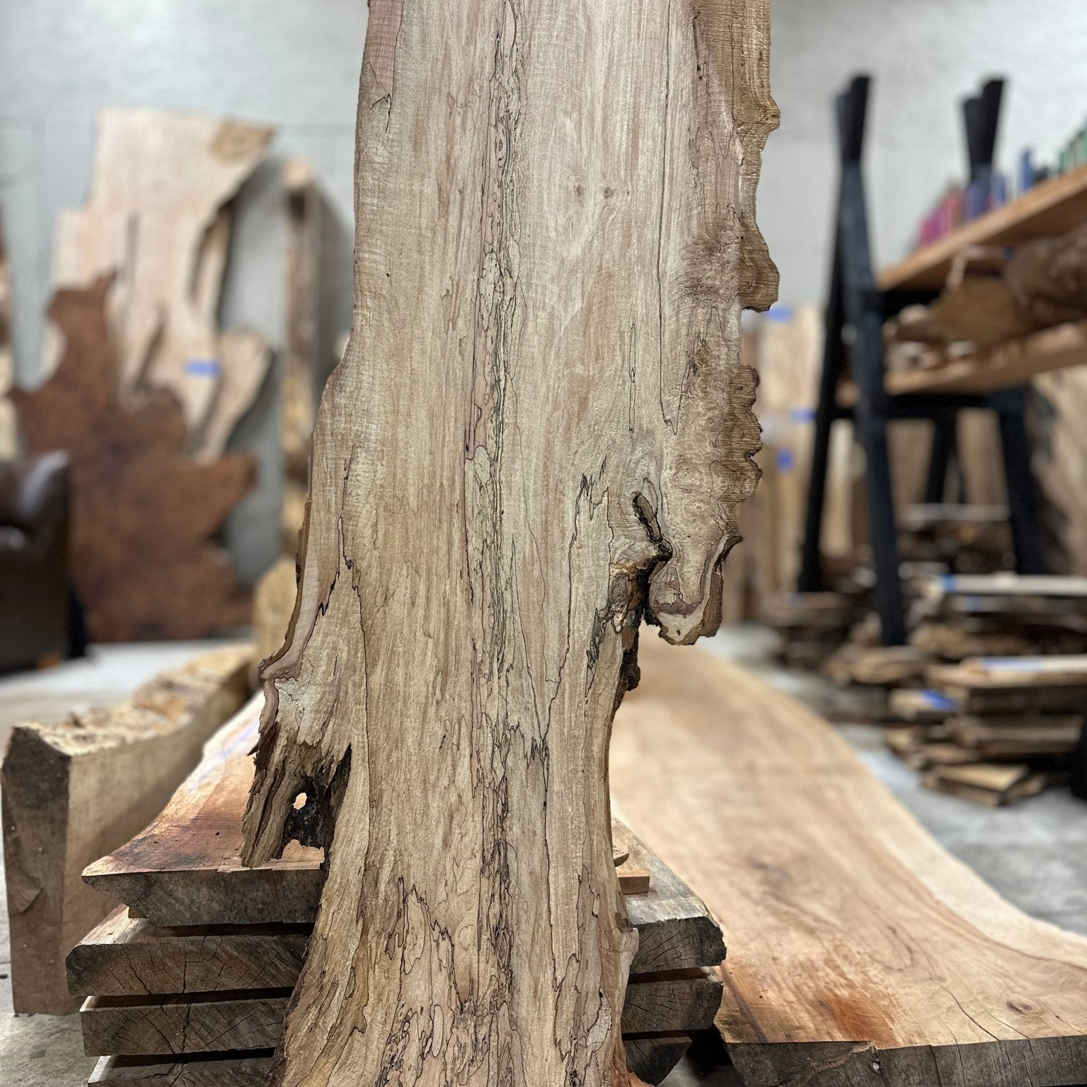 LiveEdge Big Leaf Maple Premium Spalt | Big Leaf Maple | Hamilton Lee Supply