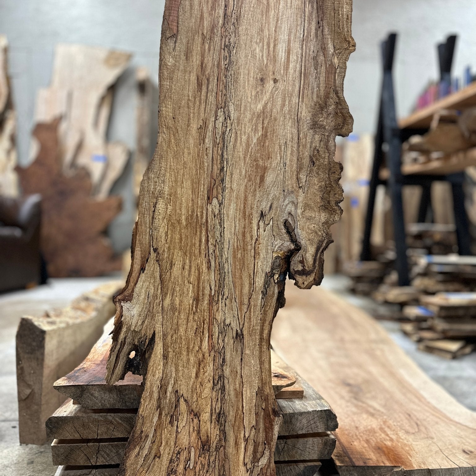 LiveEdge Big Leaf Maple Premium Spalt | Big Leaf Maple | Hamilton Lee Supply