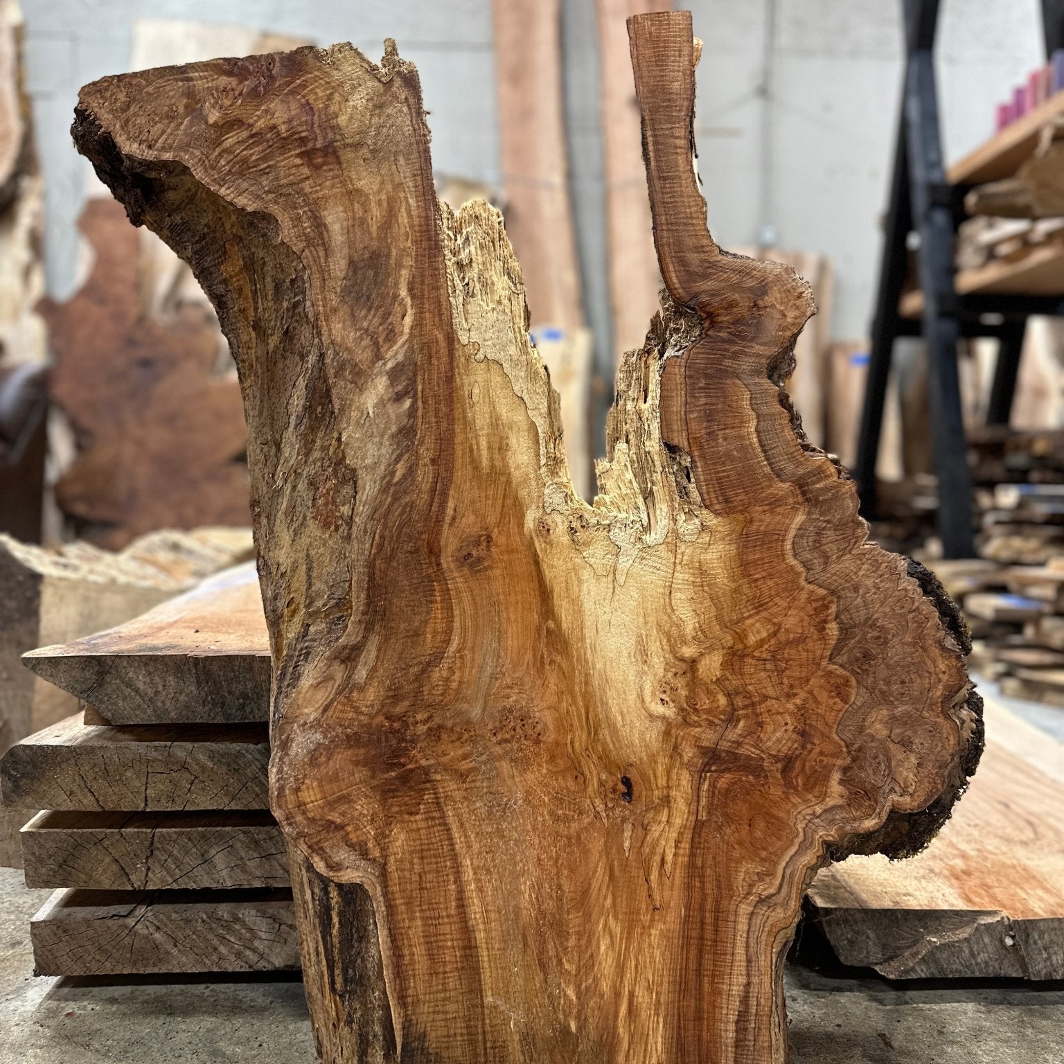 LiveEdge Big Leaf Maple Slab | Big Leaf Maple | Hamilton Lee Supply