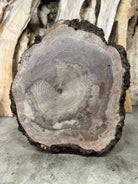 LiveEdge Black Walnut Cookie | Black Walnut | Hamilton Lee Supply
