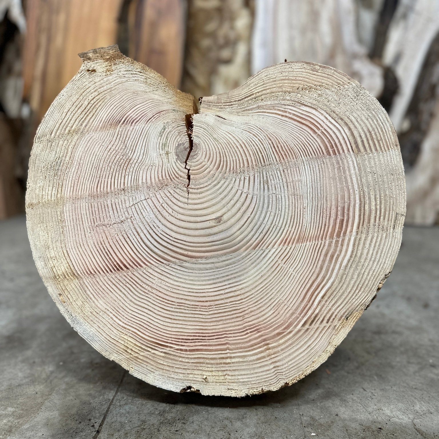 LiveEdge Douglas Fir Cookie | Single | Douglas Fir | Hamilton Lee Supply
