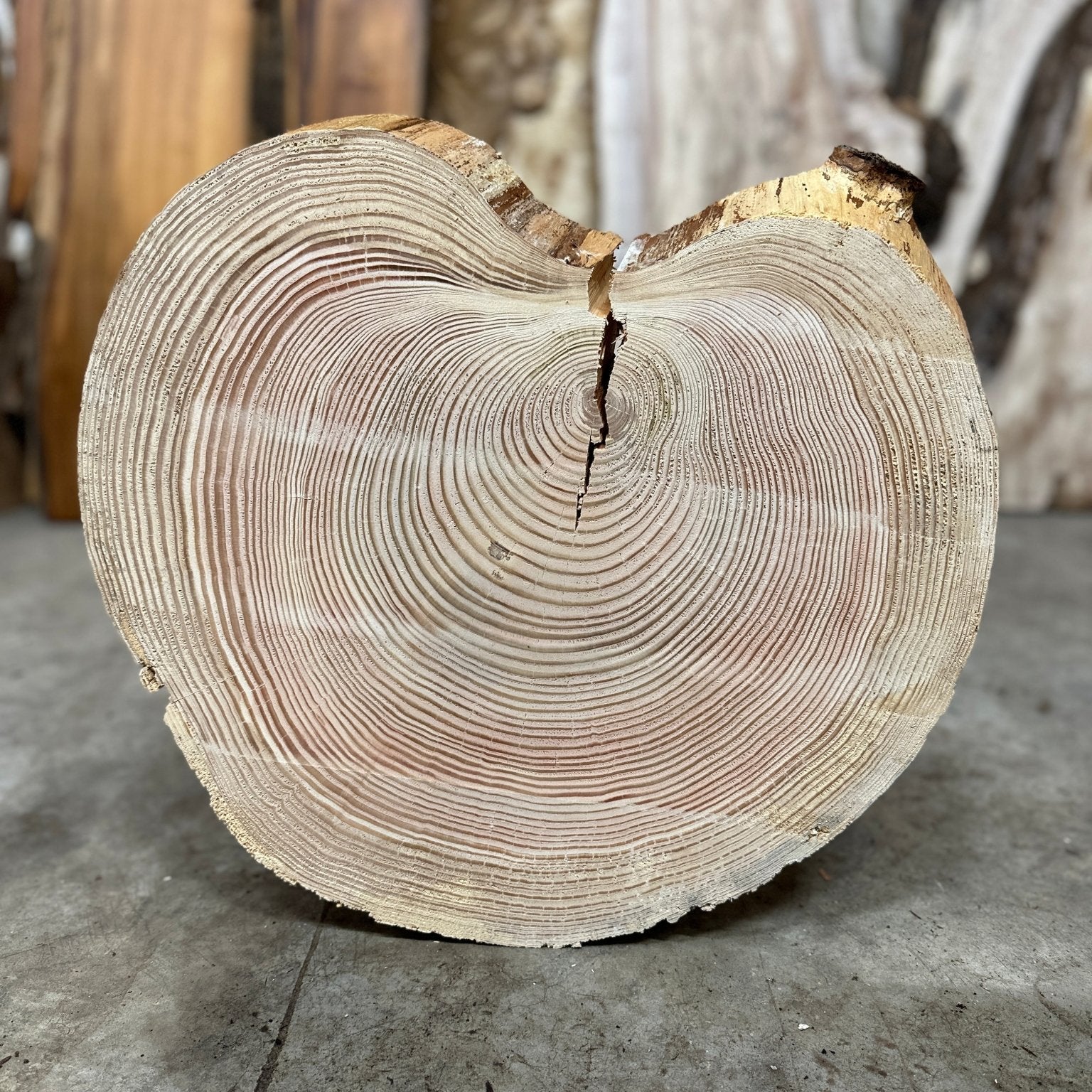 LiveEdge Douglas Fir Cookie | Single | Douglas Fir | Hamilton Lee Supply