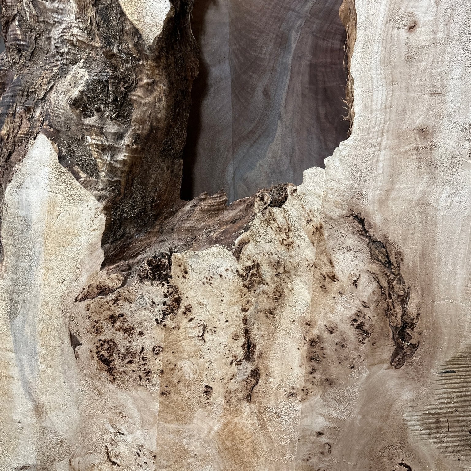 LiveEdge Mappa Burl | Mappa Burl | Hamilton Lee Supply