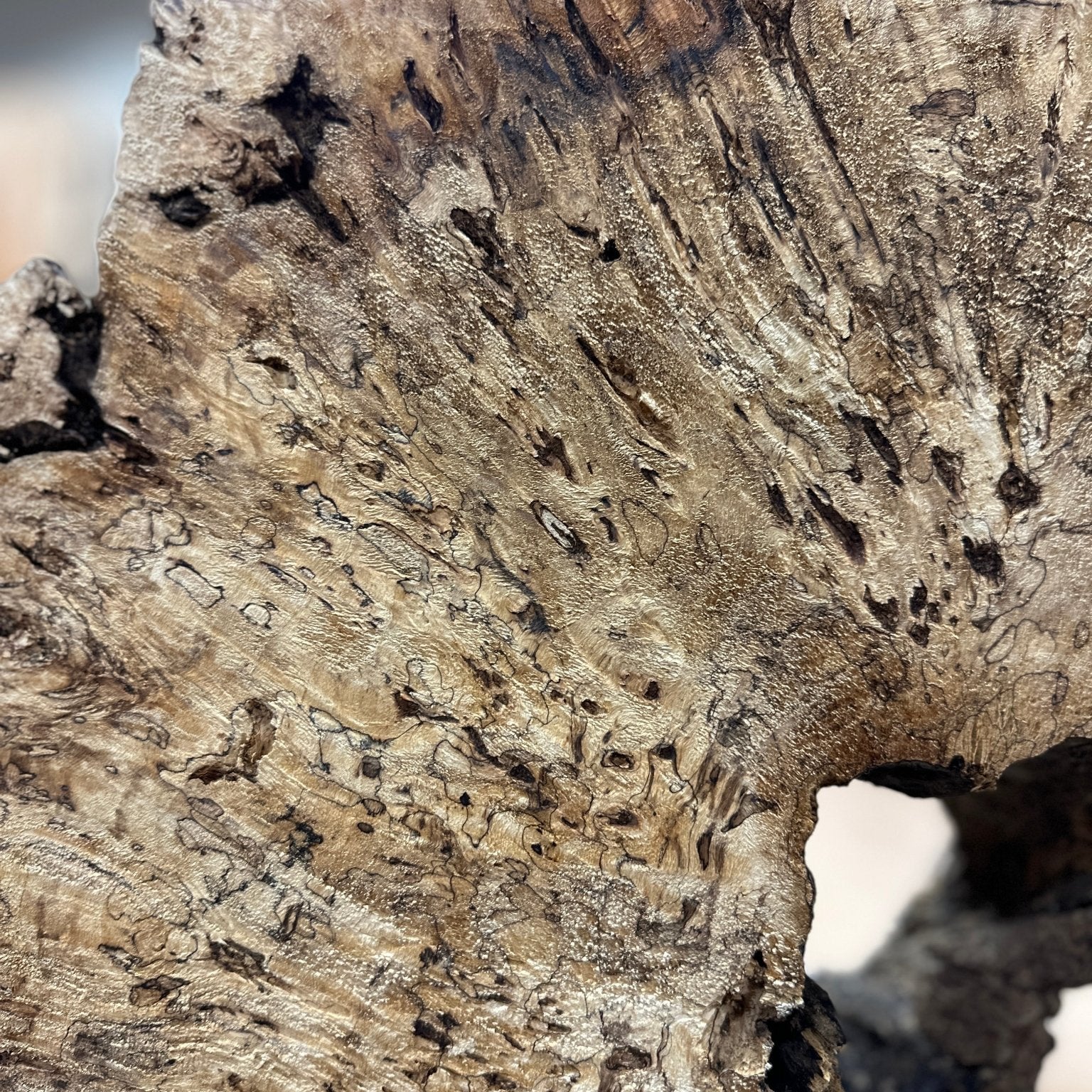LiveEdge Mappa Burl Cookie | Mappa Burl | Hamilton Lee Supply