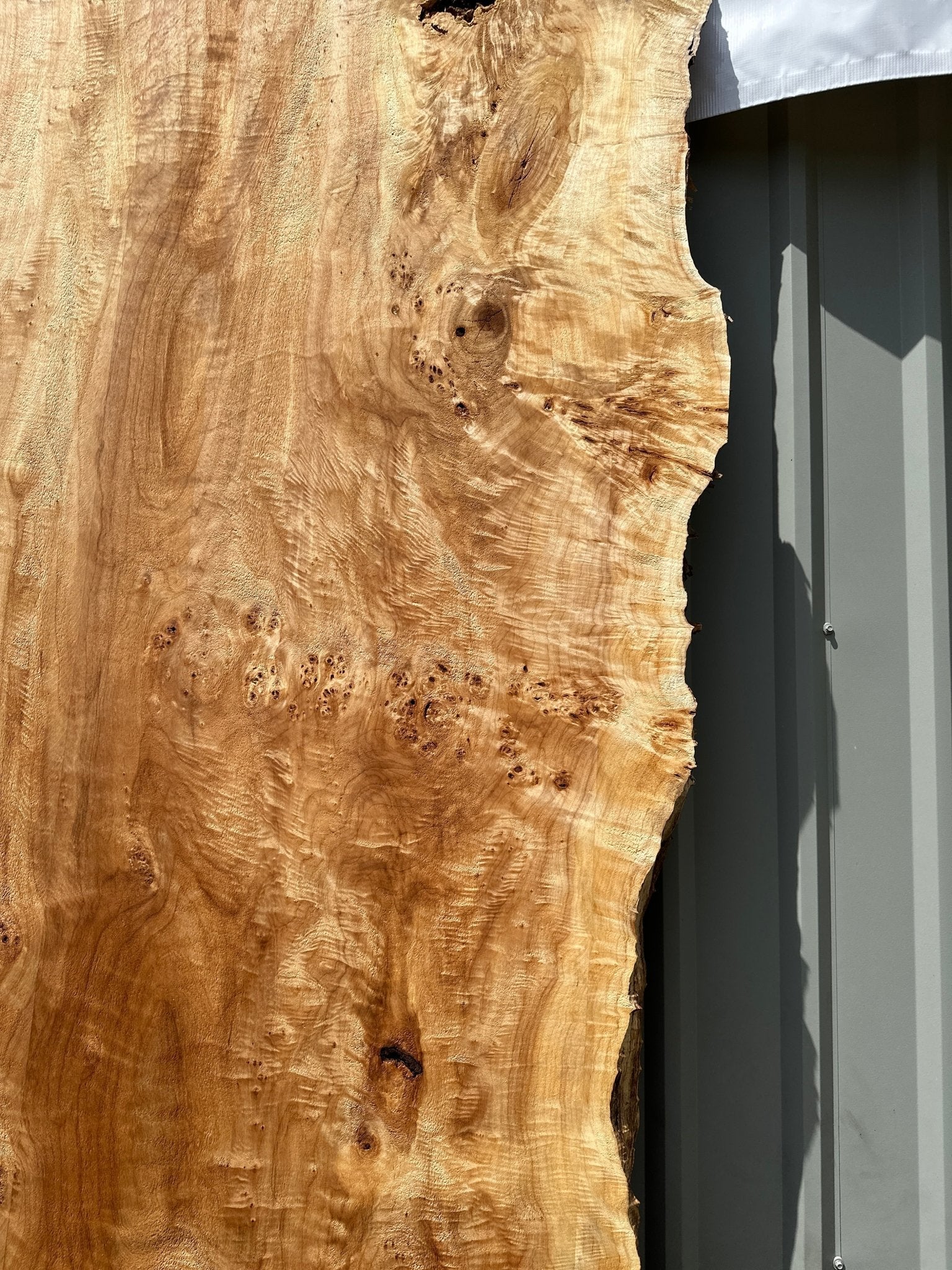 LiveEdge Mappa Burl | Mappa Burl | Hamilton Lee Supply