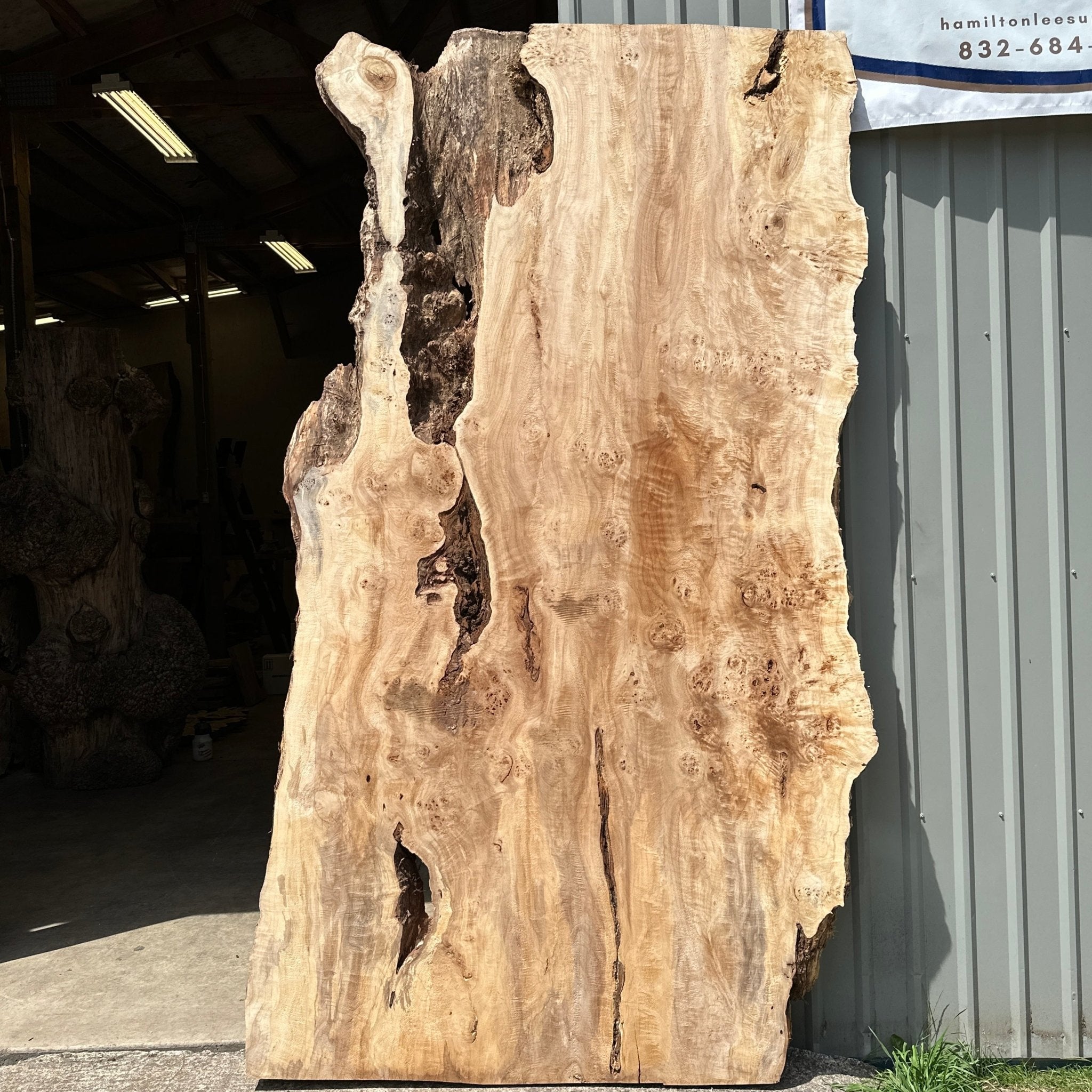 LiveEdge Mappa Burl | Mappa Burl | Hamilton Lee Supply