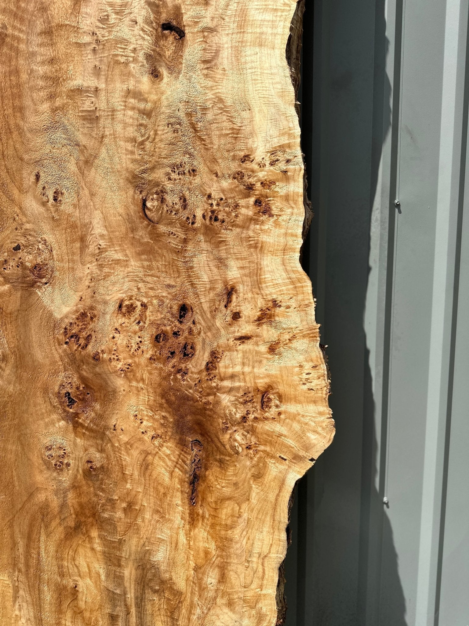 LiveEdge Mappa Burl | Mappa Burl | Hamilton Lee Supply