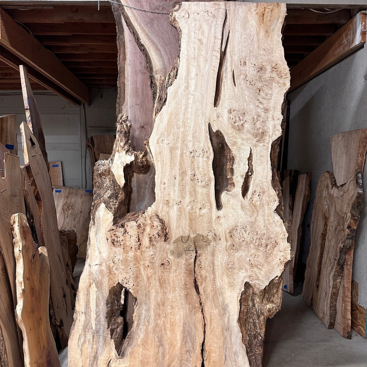 LiveEdge Mappa Burl | Mappa Burl | Hamilton Lee Supply