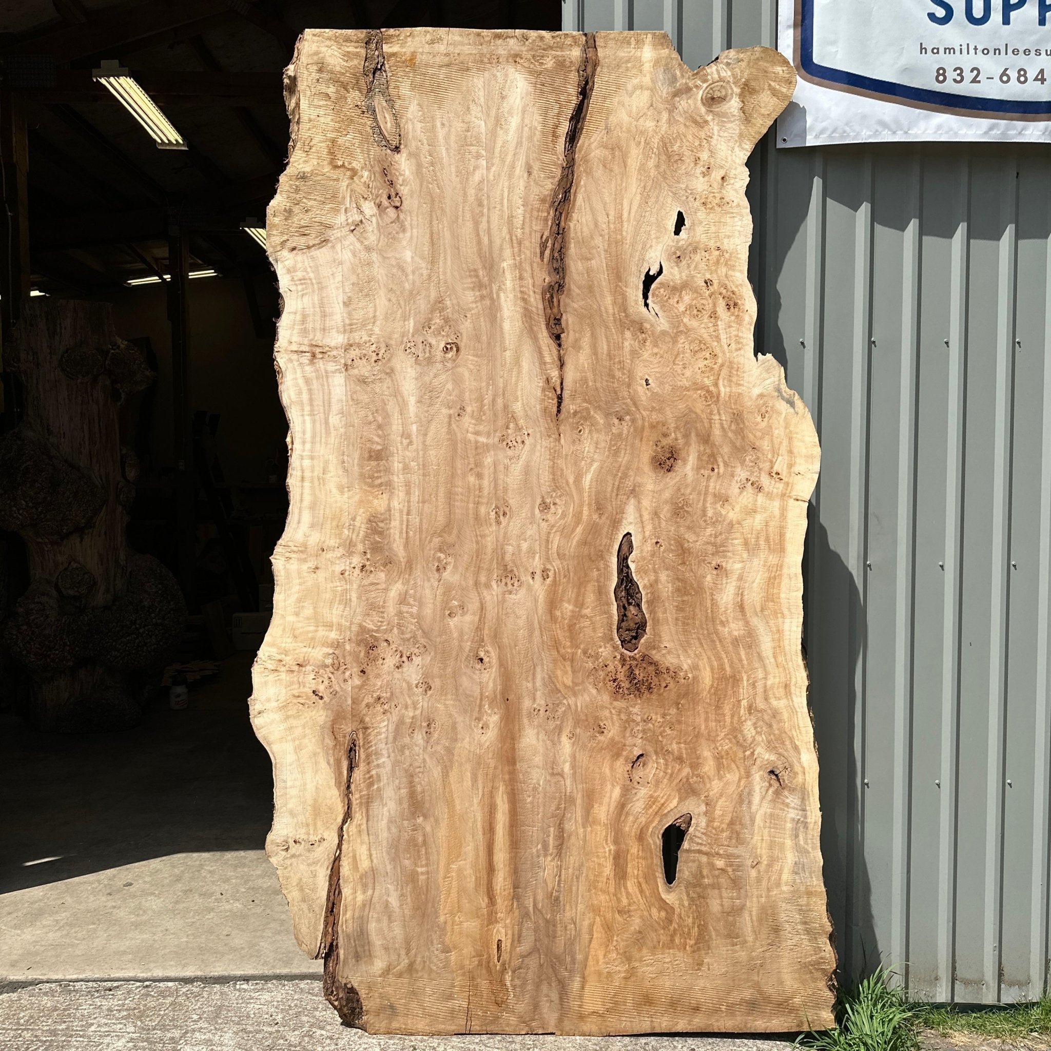 LiveEdge Mappa Burl | Mappa Burl | Hamilton Lee Supply