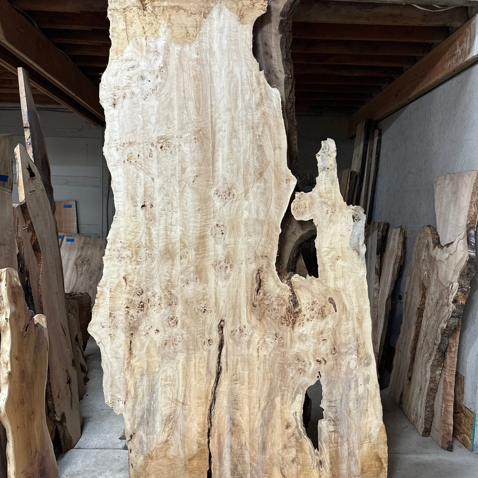 LiveEdge Mappa Burl | Mappa Burl | Hamilton Lee Supply