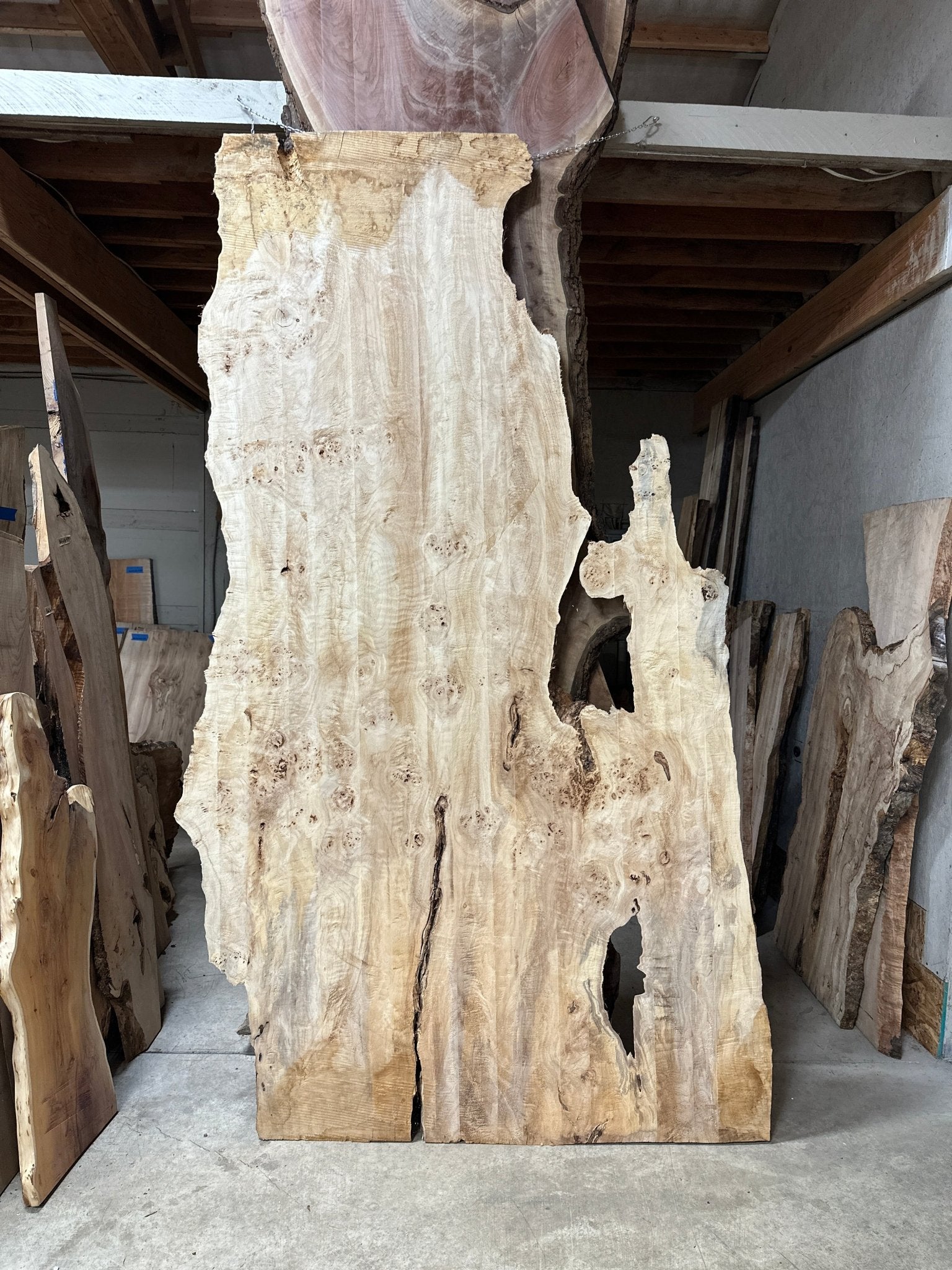 LiveEdge Mappa Burl | Mappa Burl | Hamilton Lee Supply