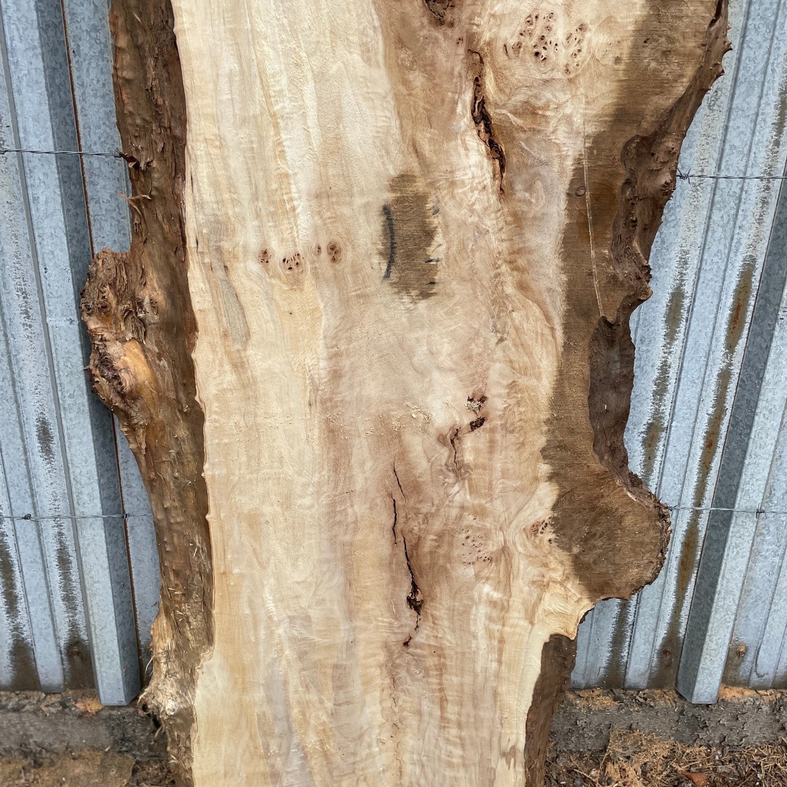 LiveEdge Mappa Burl | Mappa Burl | Hamilton Lee Supply