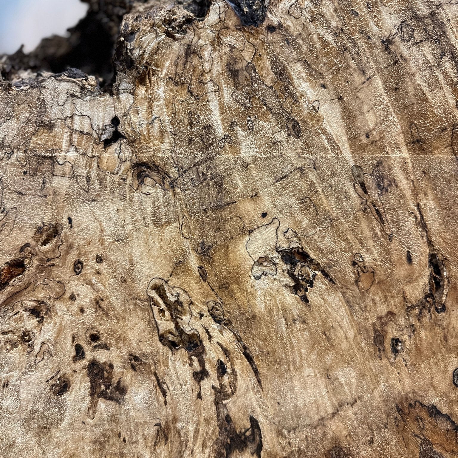 LiveEdge Mappa Burl Cookie | Mappa Burl | Hamilton Lee Supply