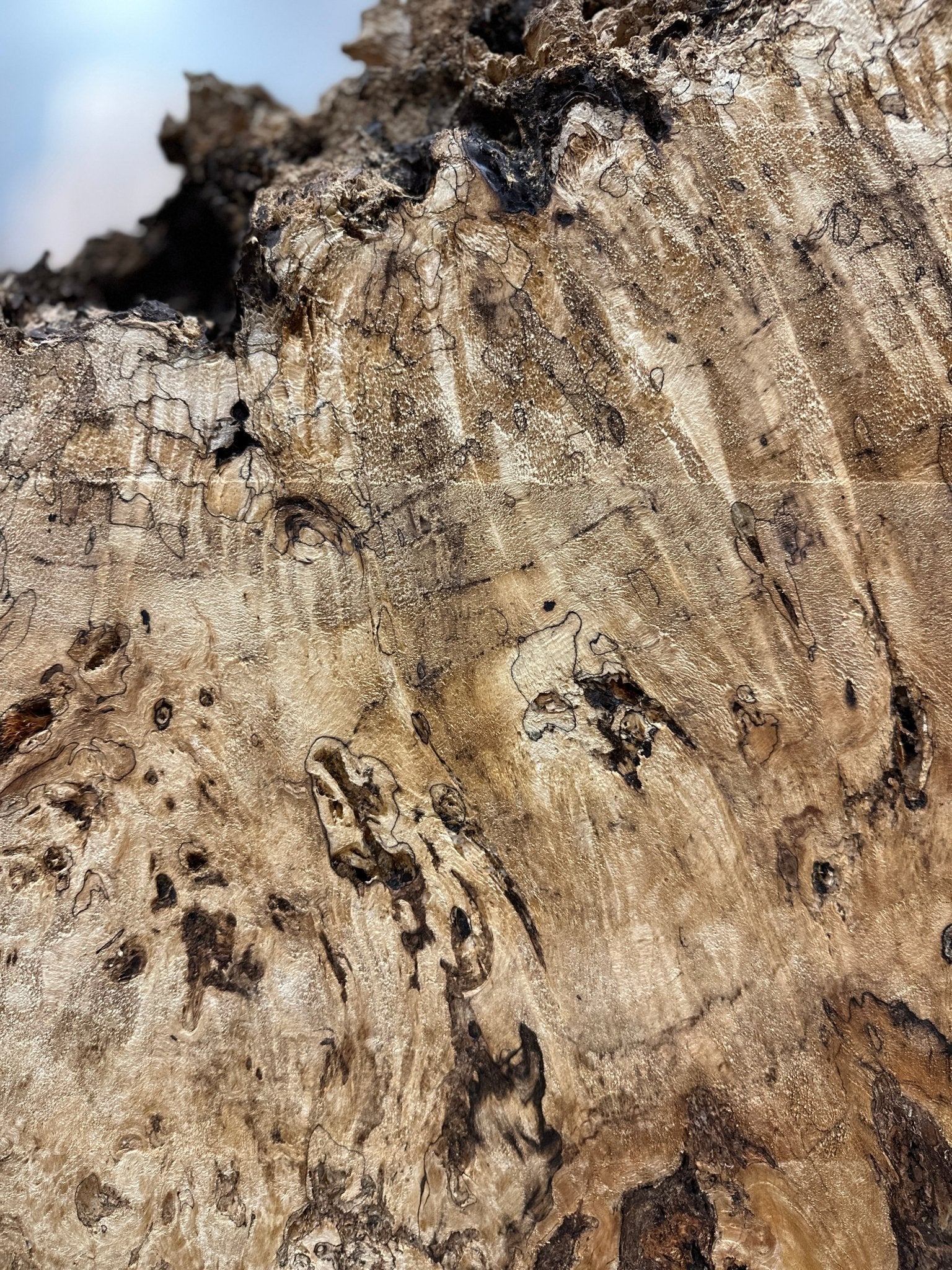 LiveEdge Mappa Burl Cookie | Mappa Burl | Hamilton Lee Supply