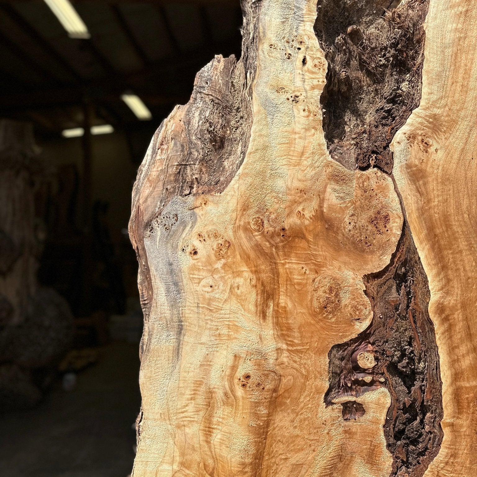 LiveEdge Mappa Burl | Mappa Burl | Hamilton Lee Supply