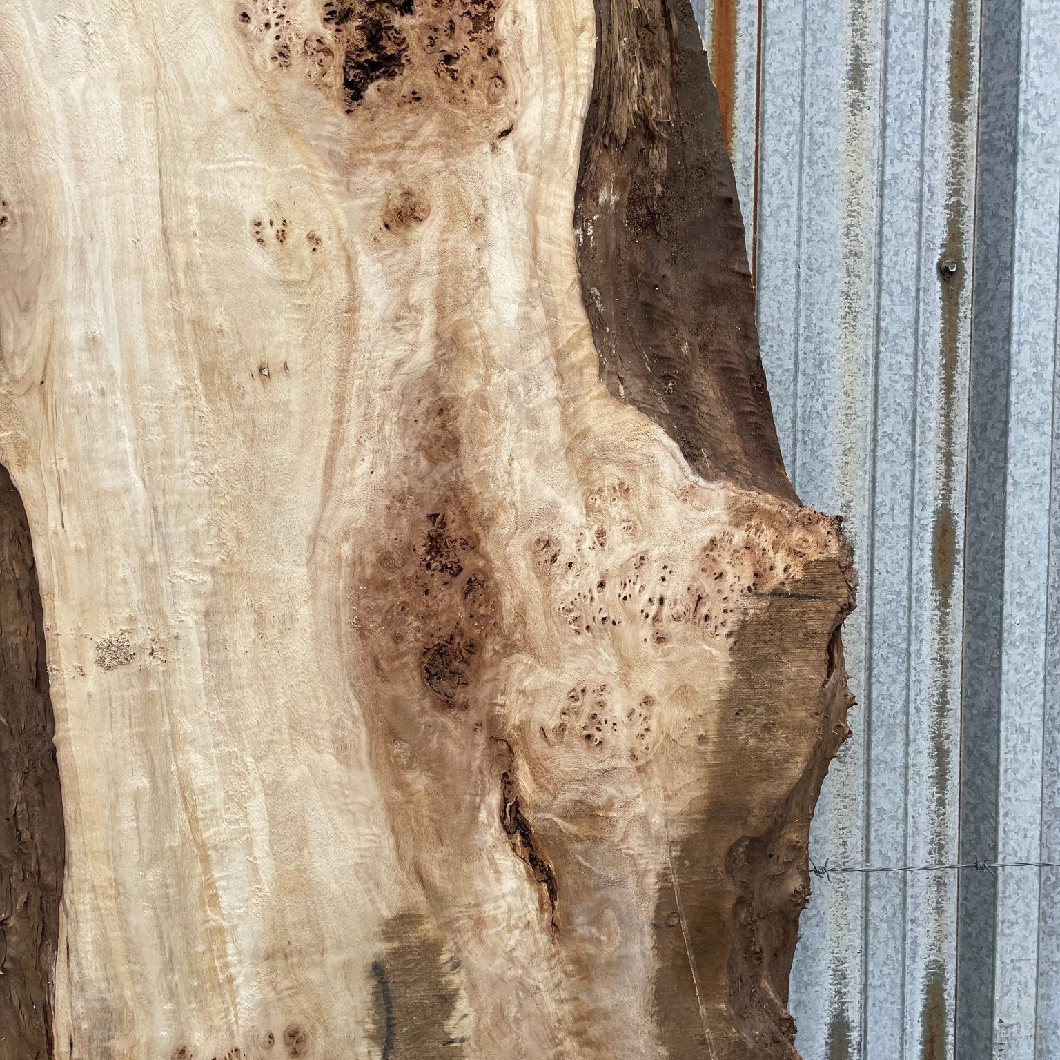 LiveEdge Mappa Burl | Mappa Burl | Hamilton Lee Supply