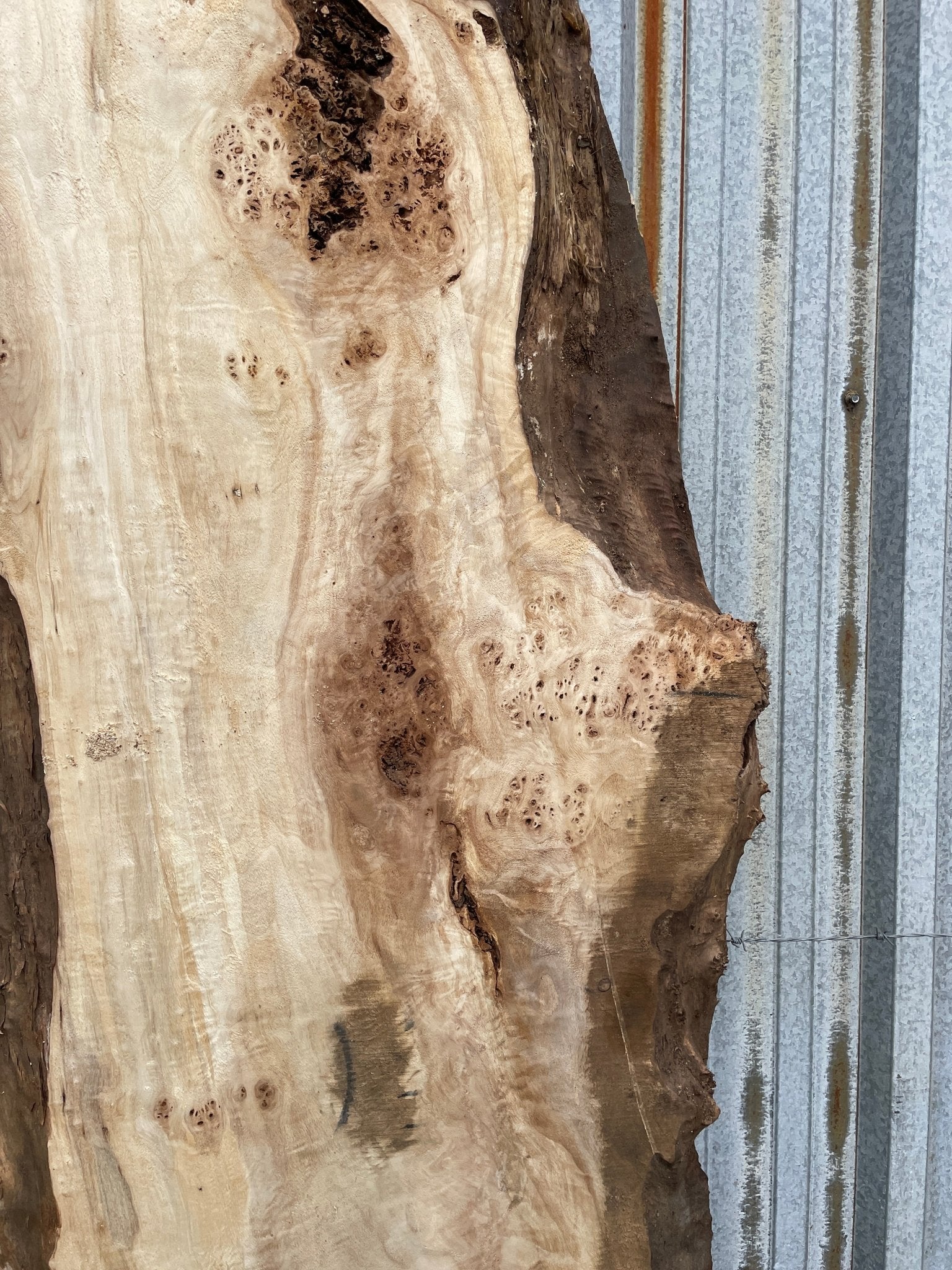 LiveEdge Mappa Burl | Mappa Burl | Hamilton Lee Supply