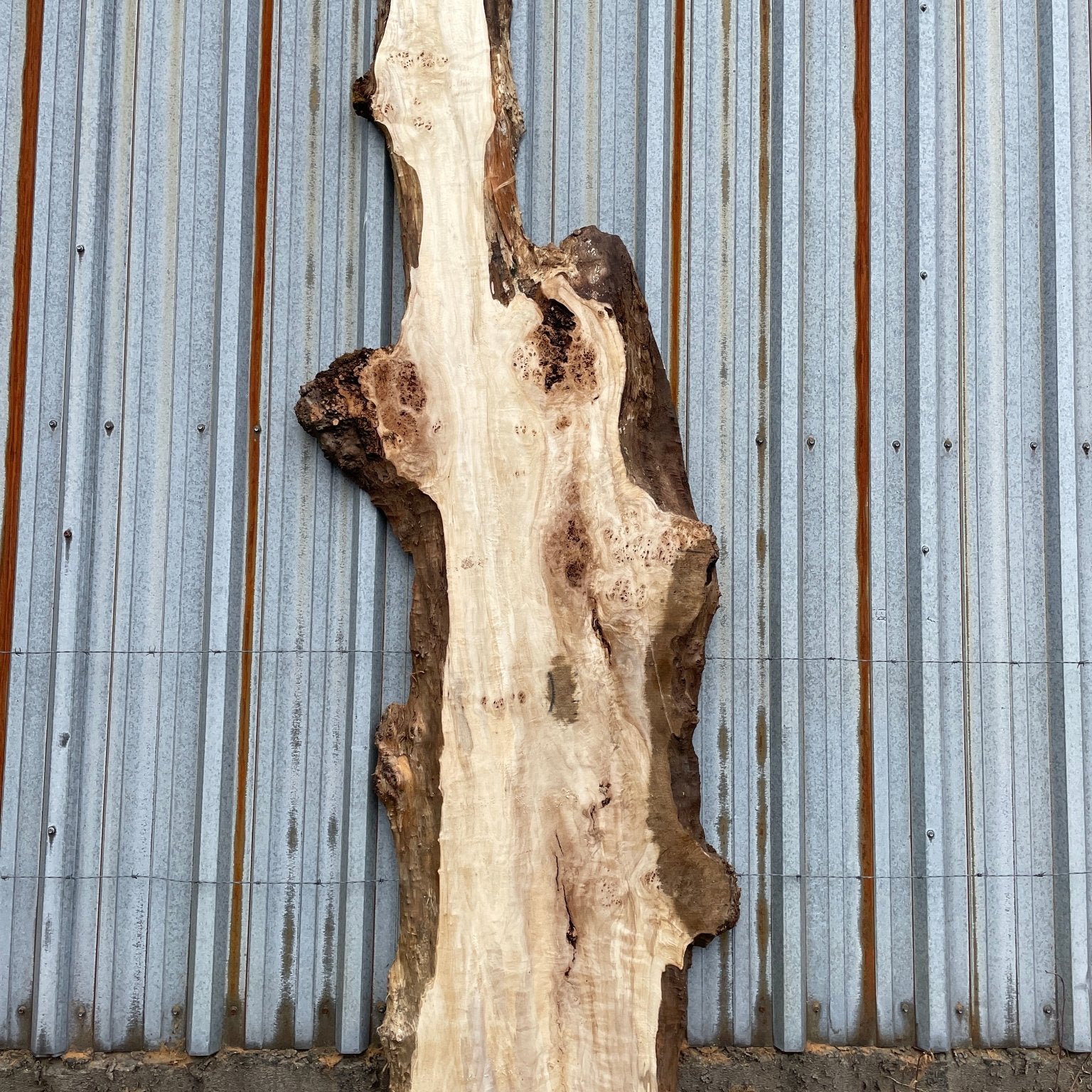 LiveEdge Mappa Burl | Mappa Burl | Hamilton Lee Supply