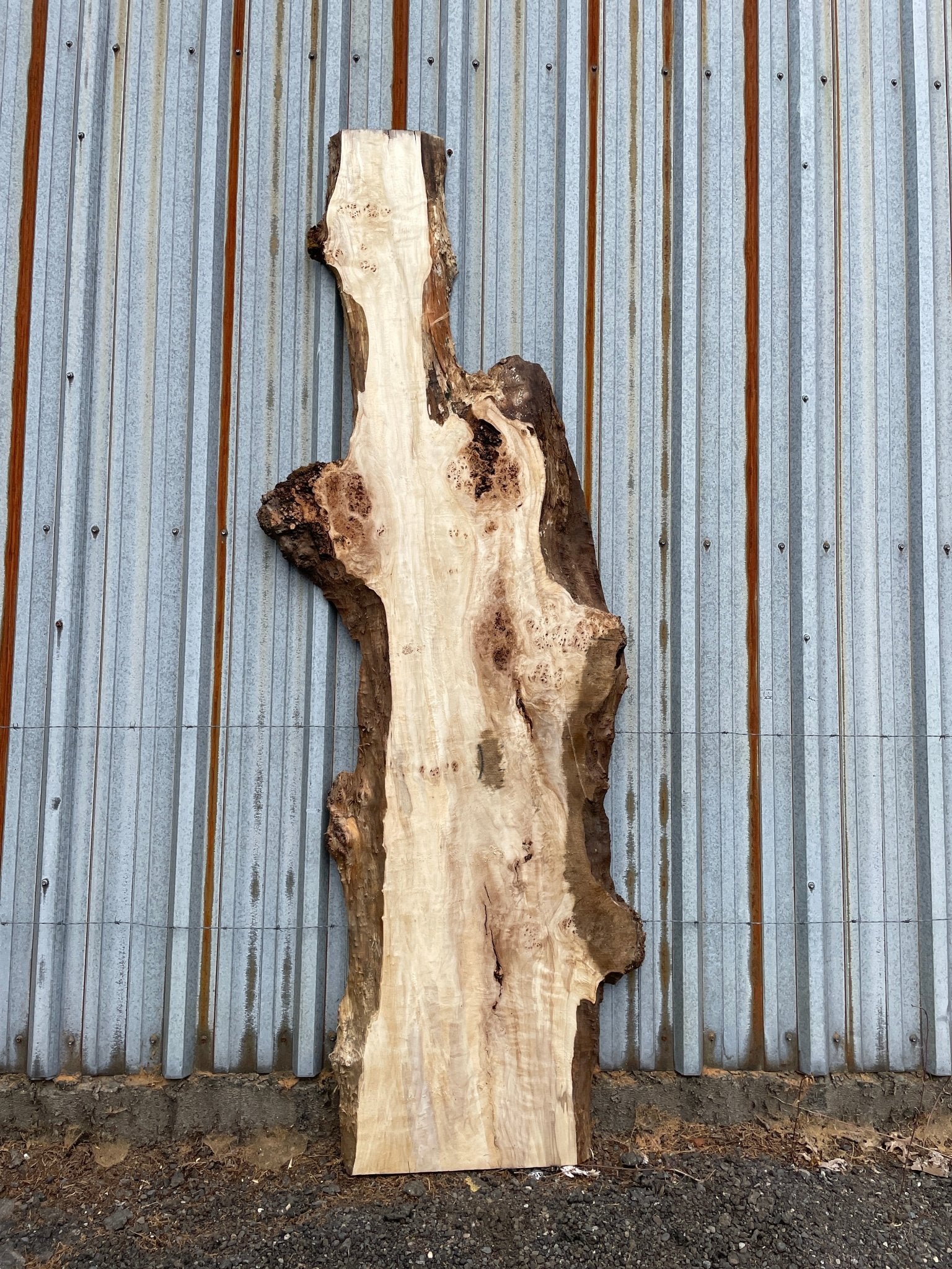 LiveEdge Mappa Burl | Mappa Burl | Hamilton Lee Supply