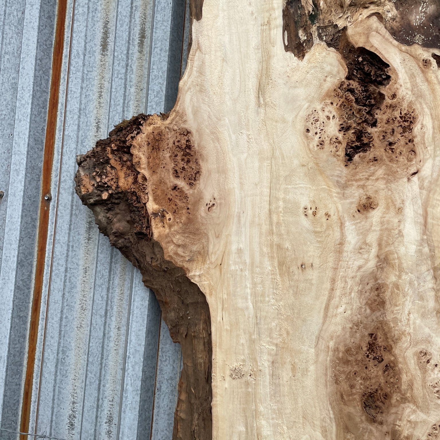 LiveEdge Mappa Burl | Mappa Burl | Hamilton Lee Supply