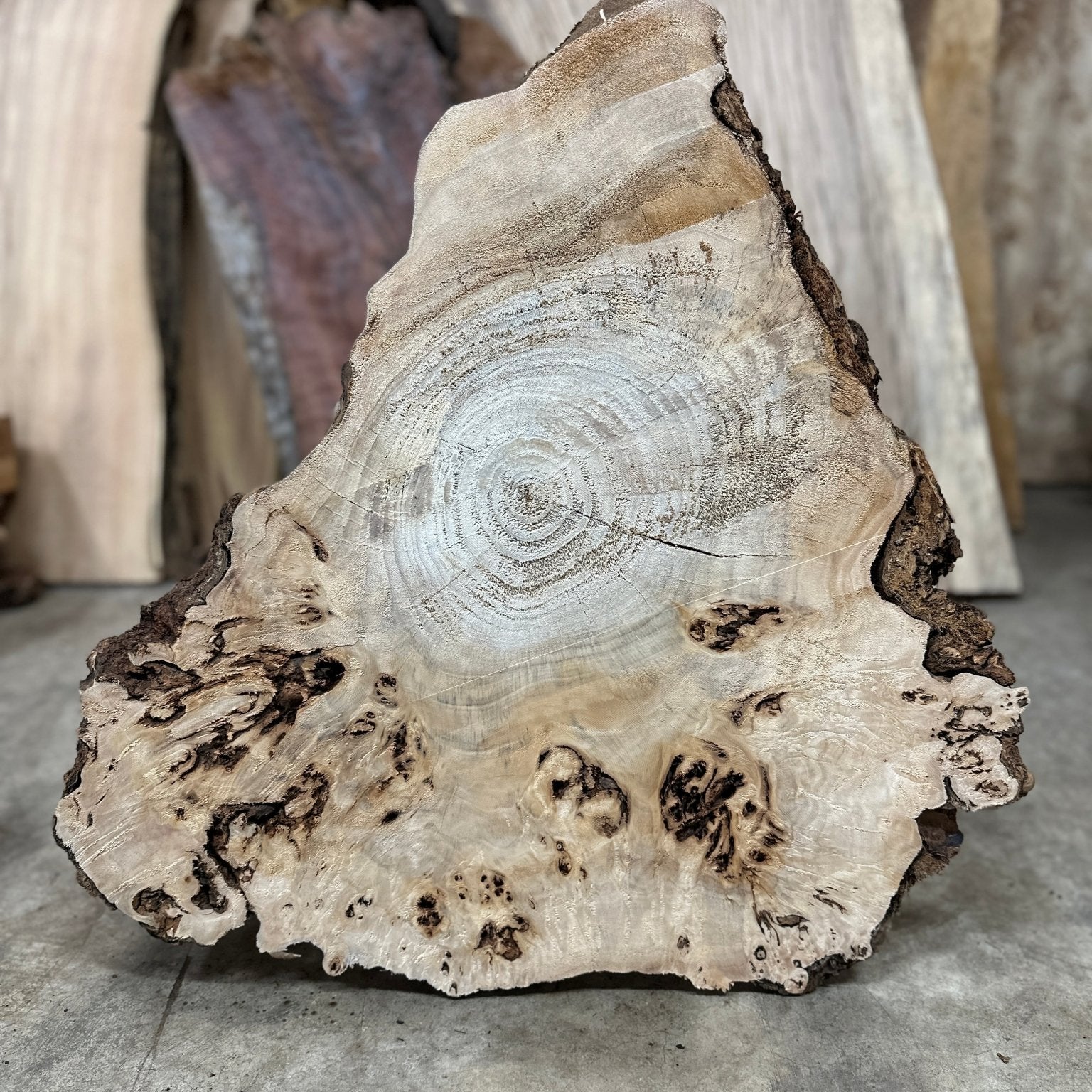 LiveEdge Mappa Burl | Mappa Burl | Hamilton Lee Supply