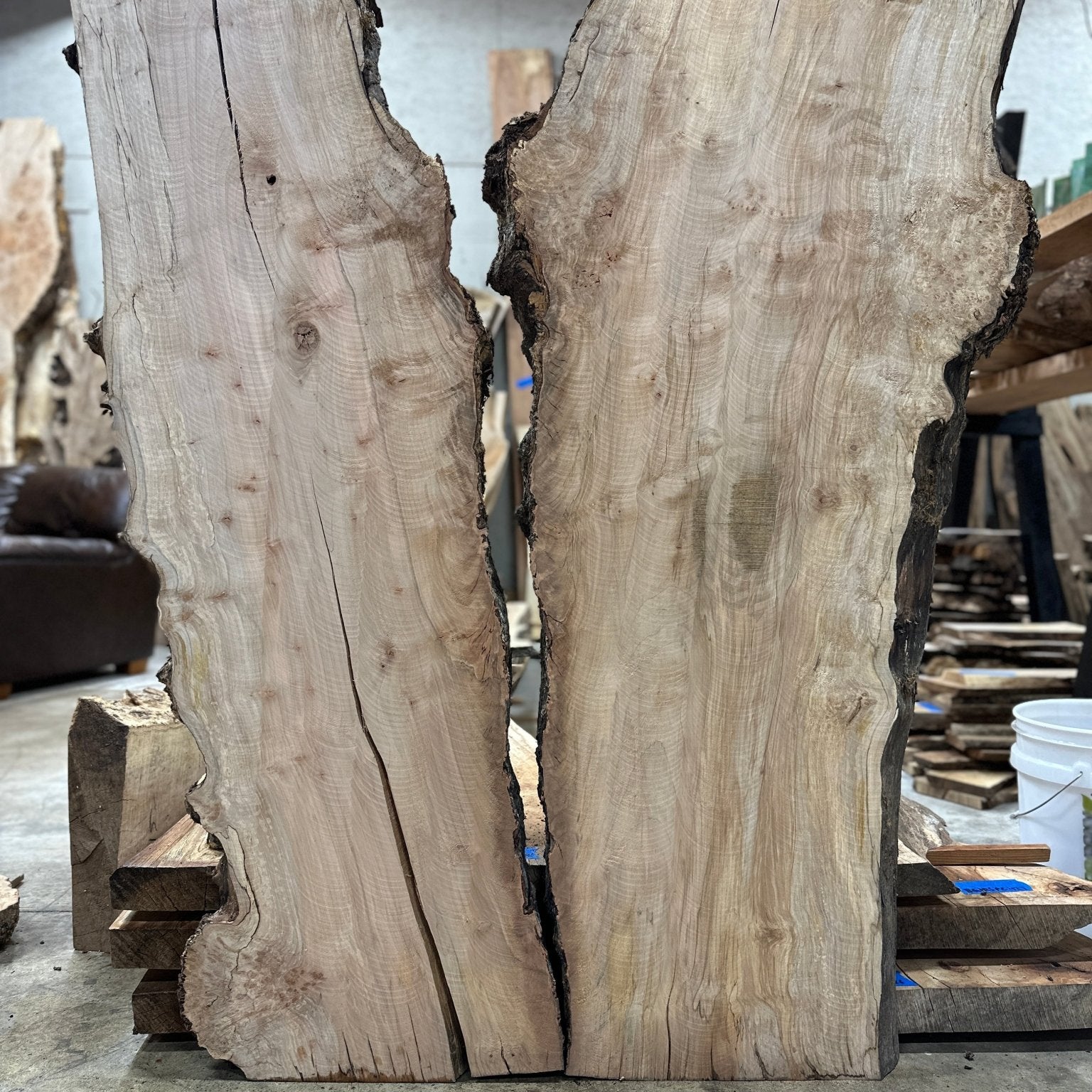 LiveEdge Silver Maple | Silver Maple | Hamilton Lee Supply