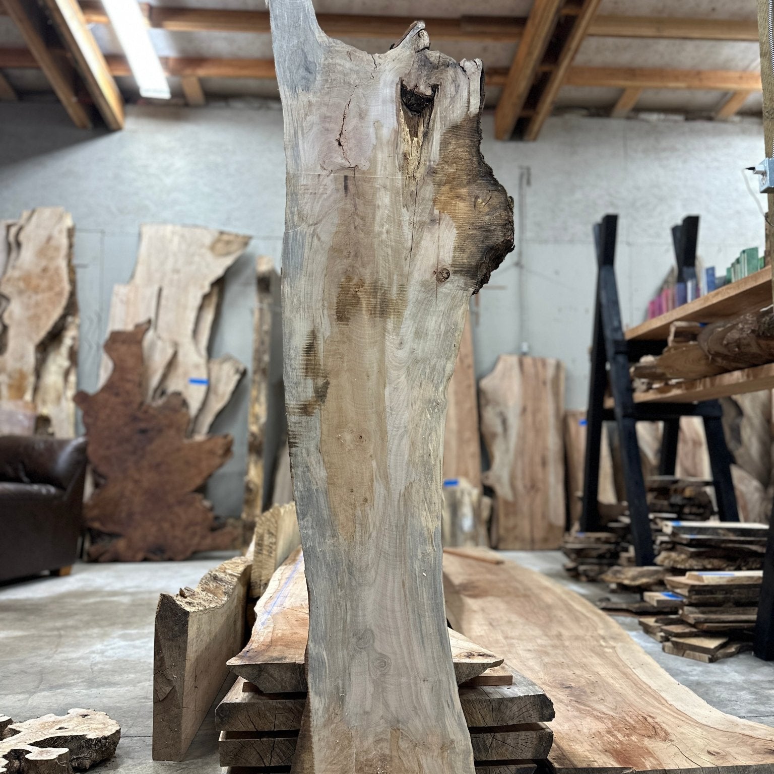 LiveEdge Silver Maple | Silver Maple | Hamilton Lee Supply