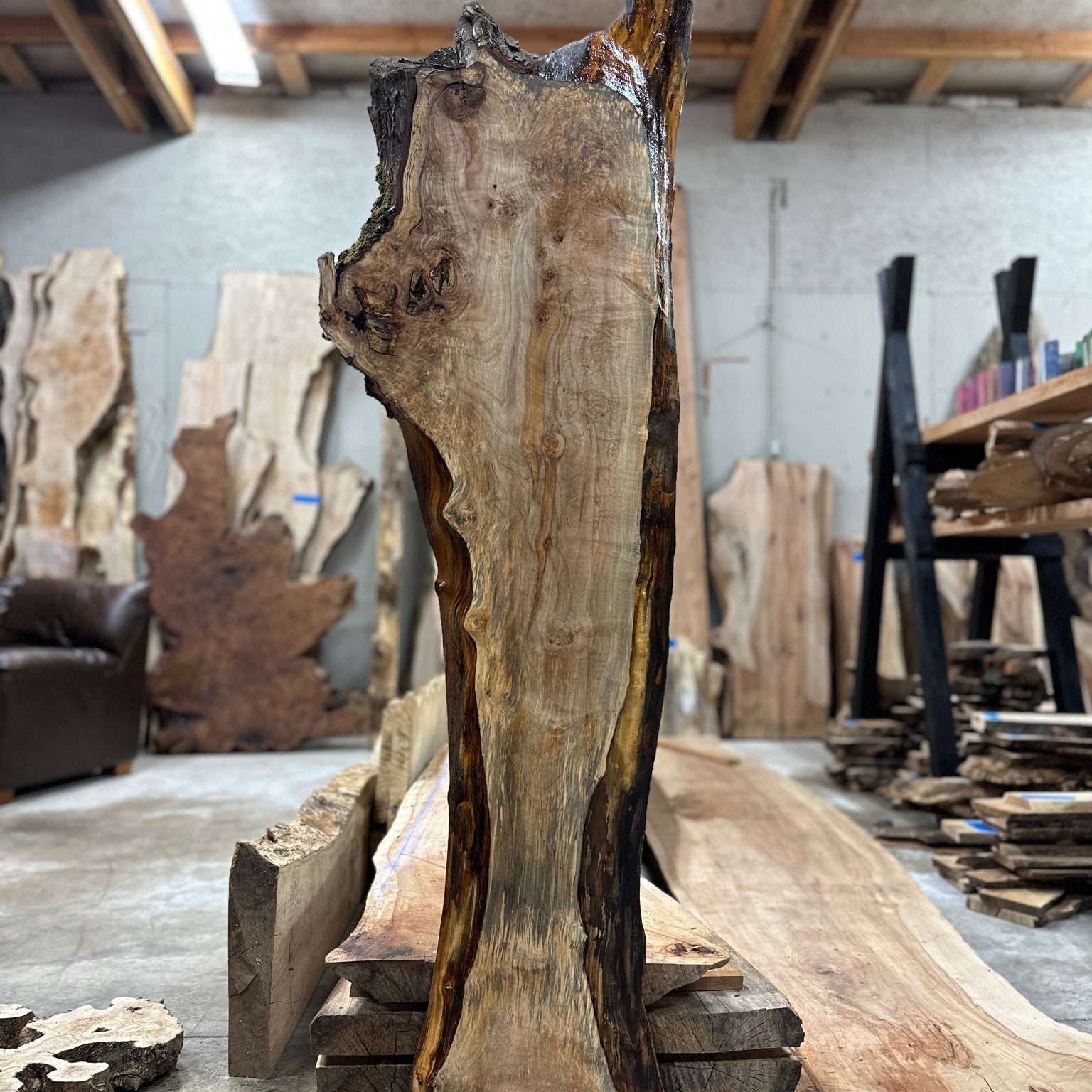 LiveEdge Silver Maple | Silver Maple | Hamilton Lee Supply