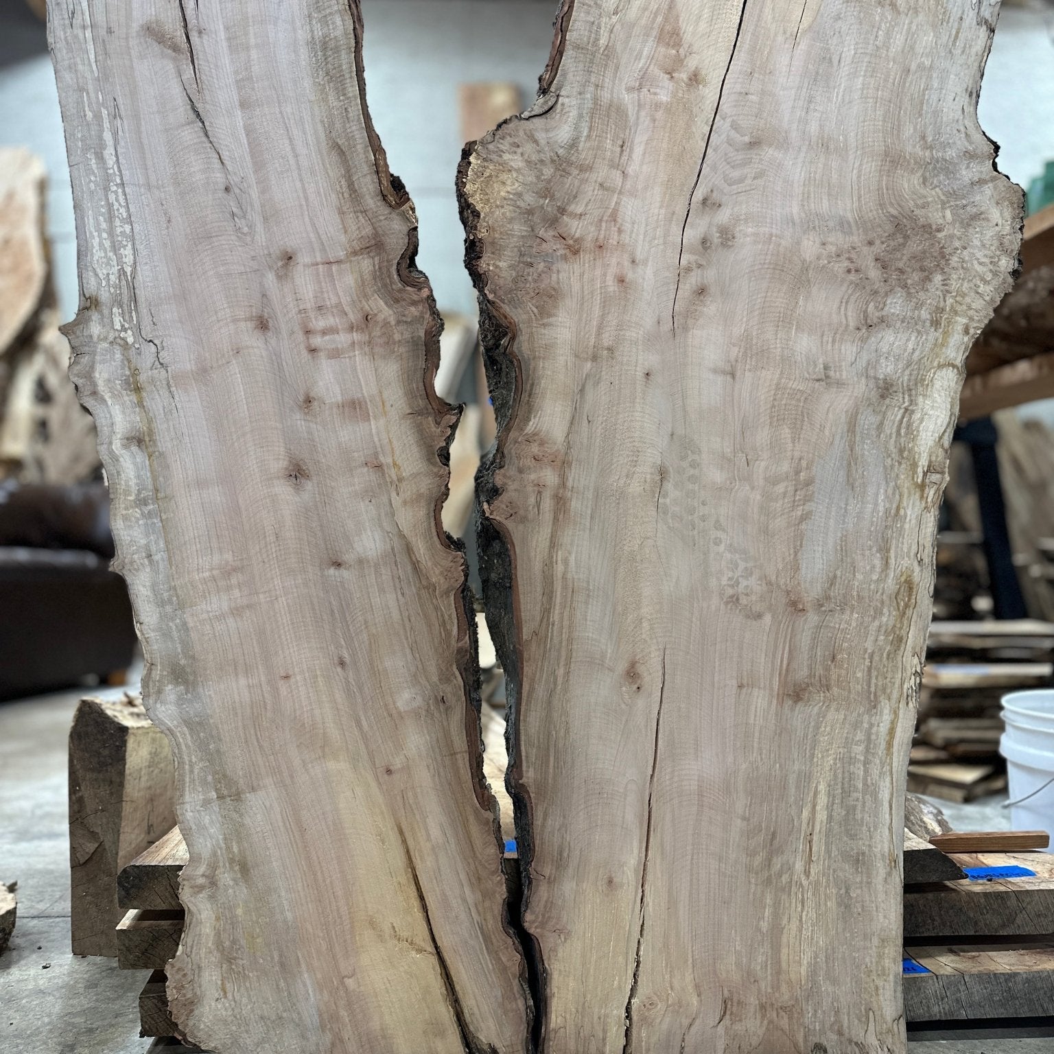 LiveEdge Silver Maple | Silver Maple | Hamilton Lee Supply