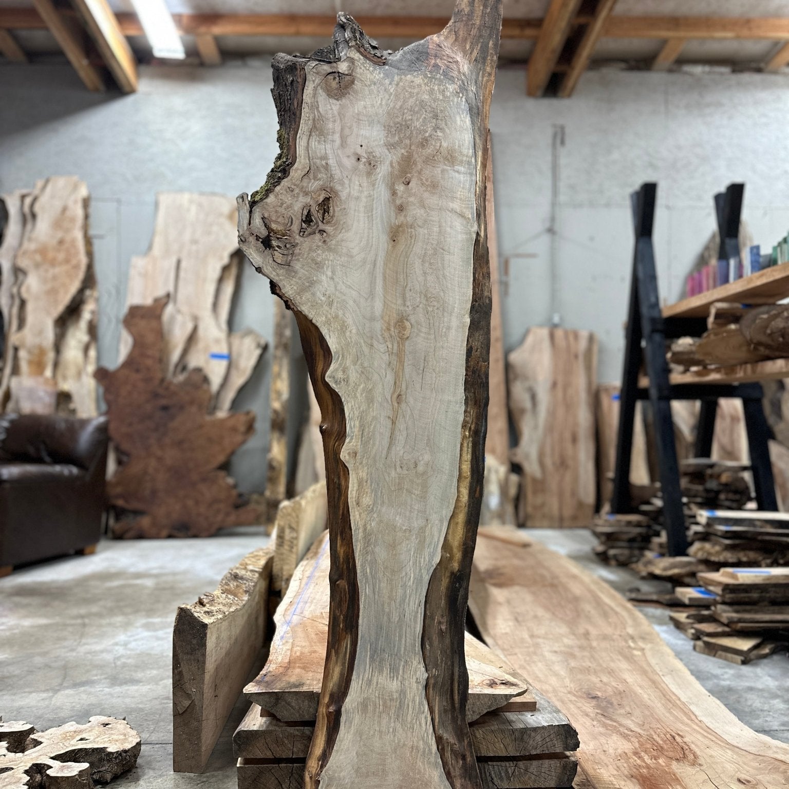 LiveEdge Silver Maple | Silver Maple | Hamilton Lee Supply