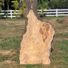 LiveEdge Silver Maple Burl | Silver Maple | Hamilton Lee Supply