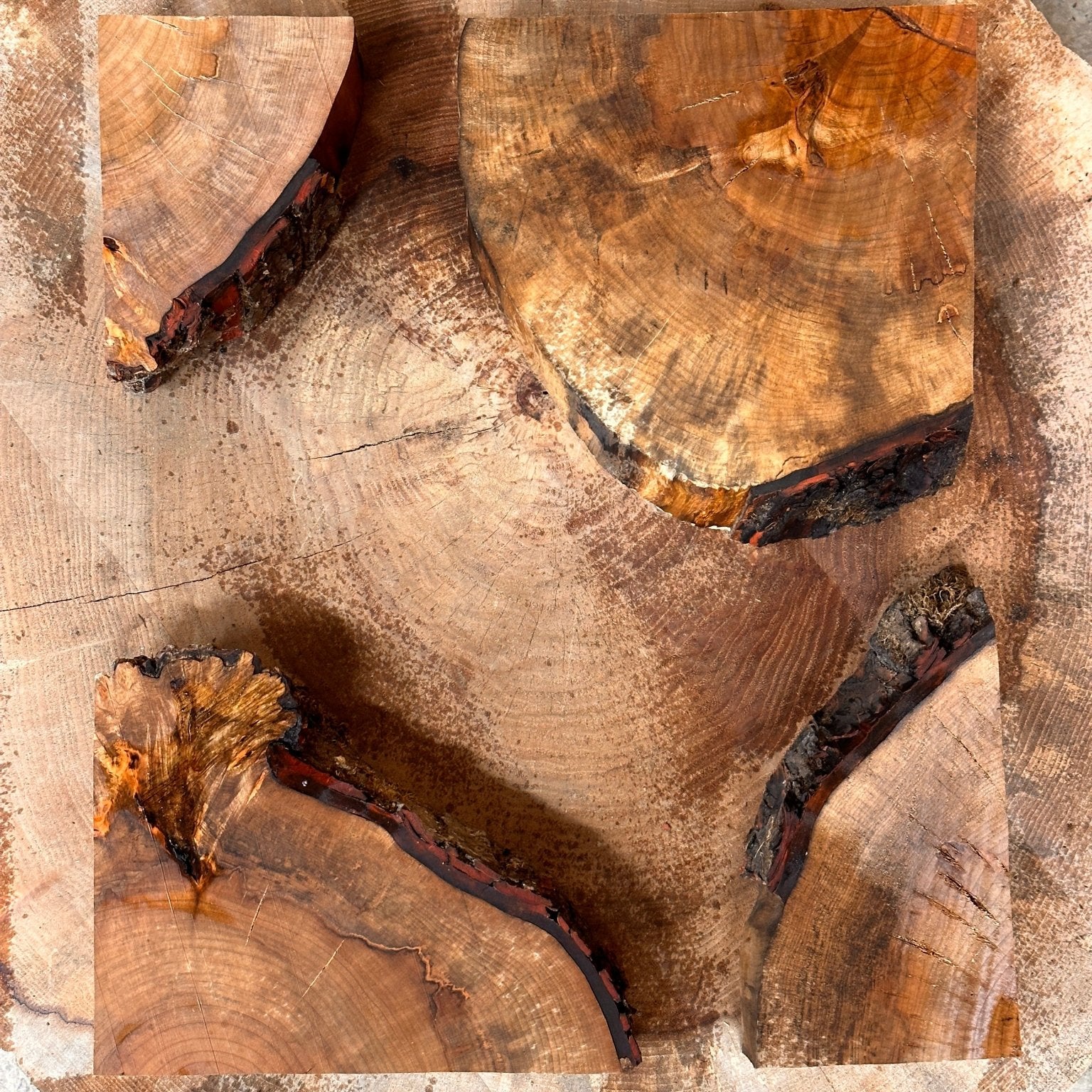 LiveEdge Silver Maple Cookie | Silver Maple | Hamilton Lee Supply