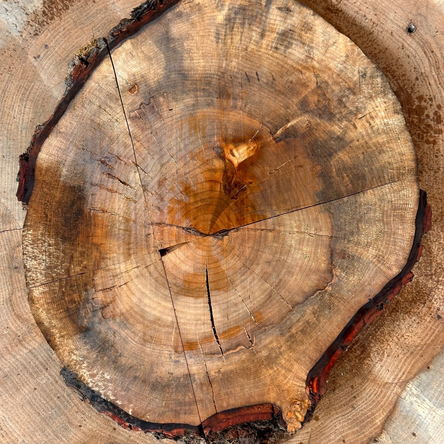 LiveEdge Silver Maple Cookie | Silver Maple | Hamilton Lee Supply