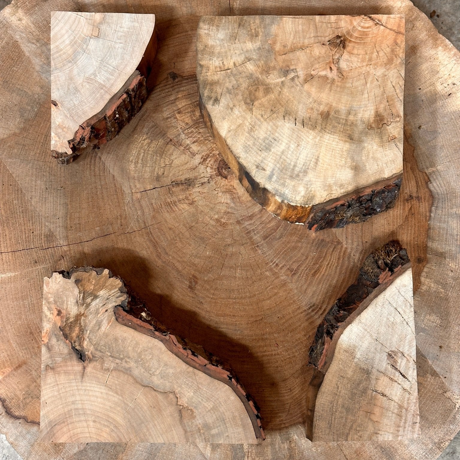 LiveEdge Silver Maple Cookie | Silver Maple | Hamilton Lee Supply