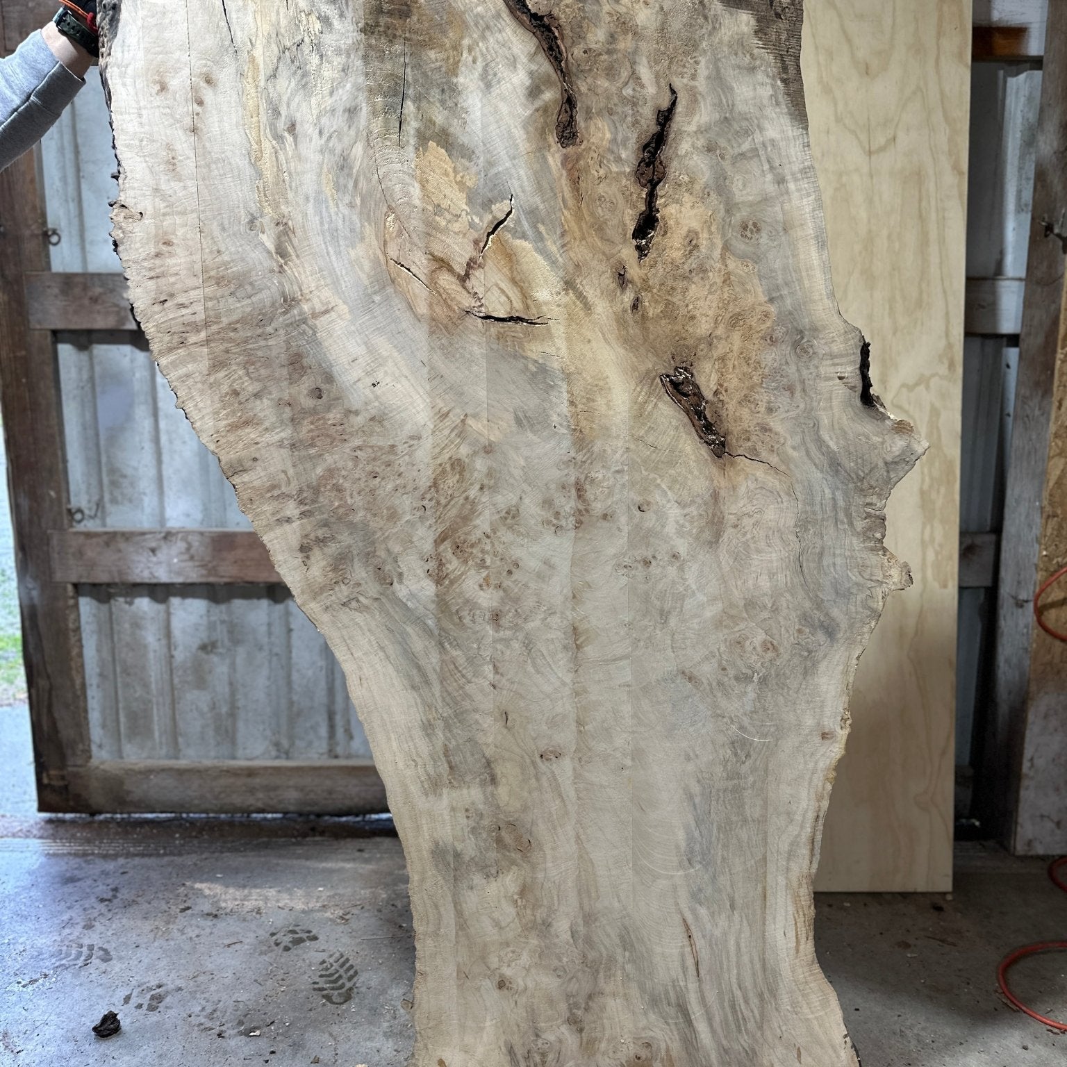 LiveEdge Silver Maple | Silver Maple | Hamilton Lee Supply