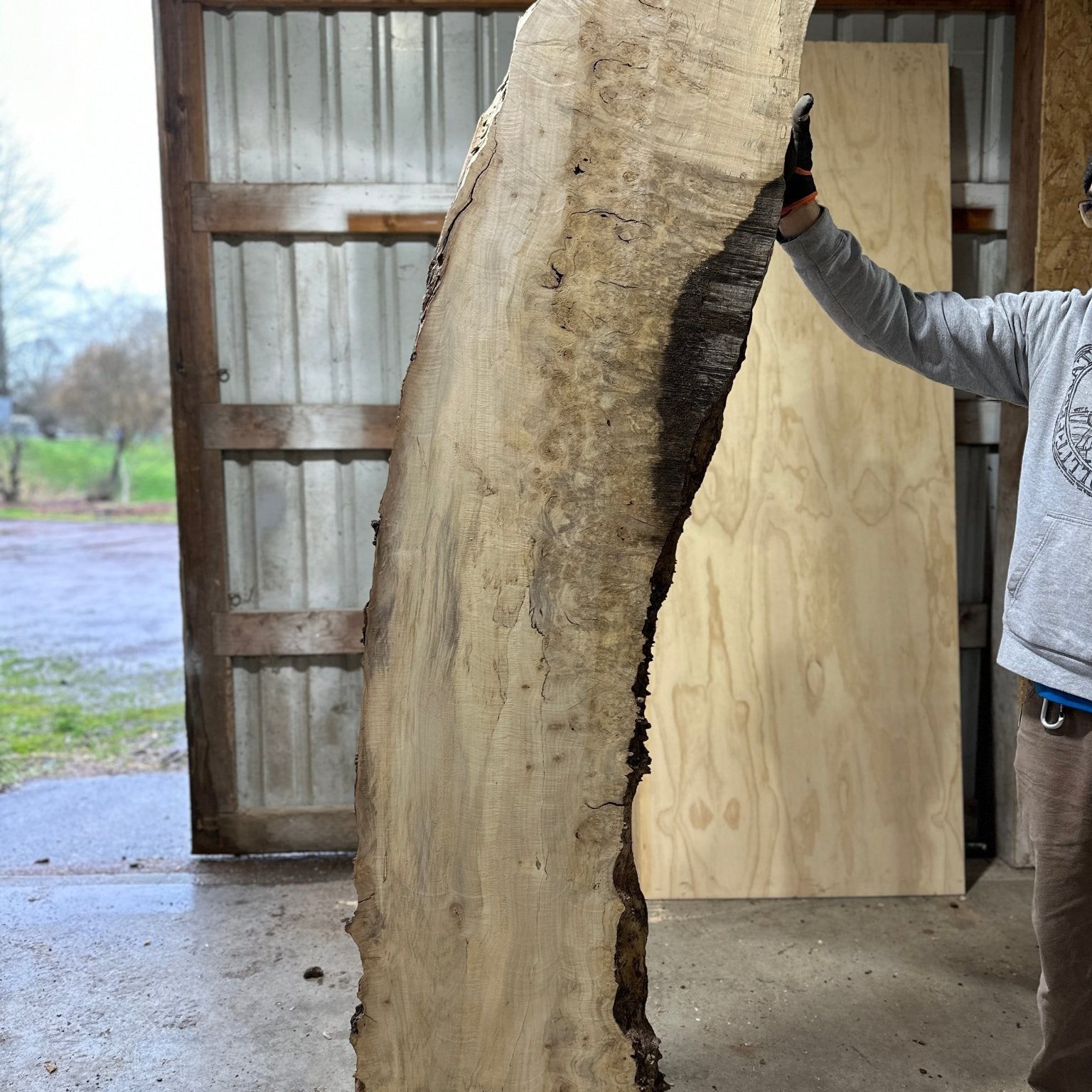 LiveEdge Silver Maple | Silver Maple | Hamilton Lee Supply