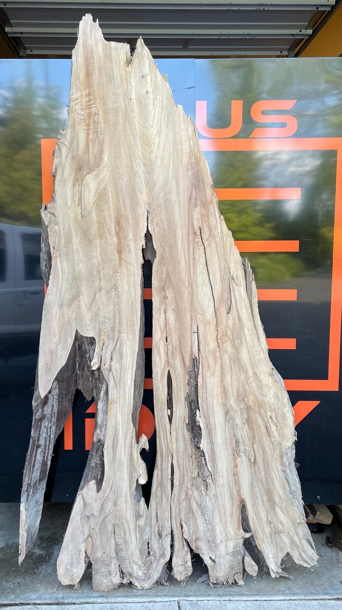 LiveEdge Sinker Cypress Rootball Cut | Sinker Cypress | Hamilton Lee Supply