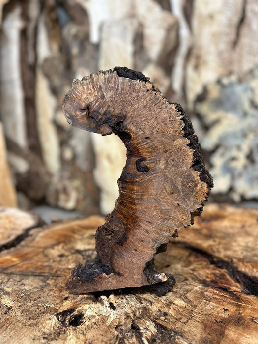 RedFalcon | LiveEdge Big Leaf Maple Burl | Big Leaf Maple | Hamilton Lee Supply