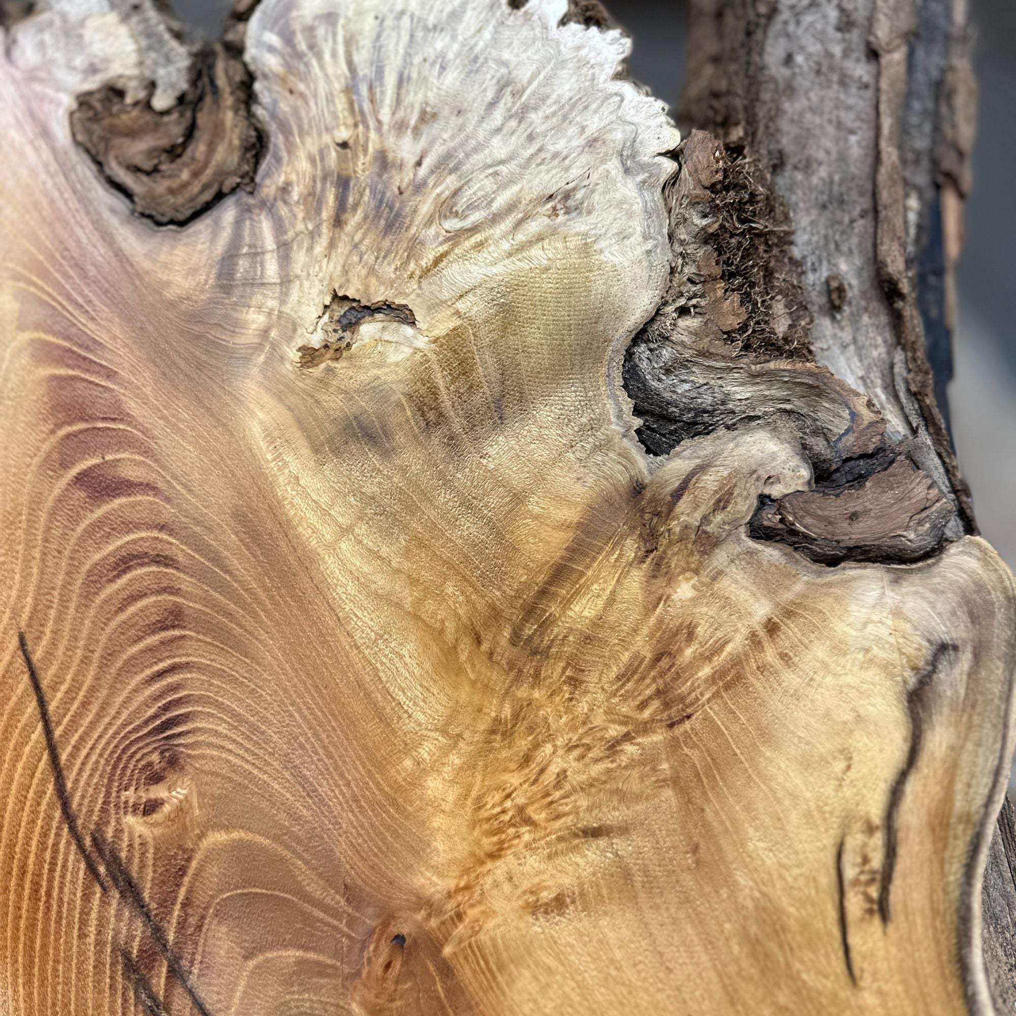 Black Locust - Hamilton Lee Supply