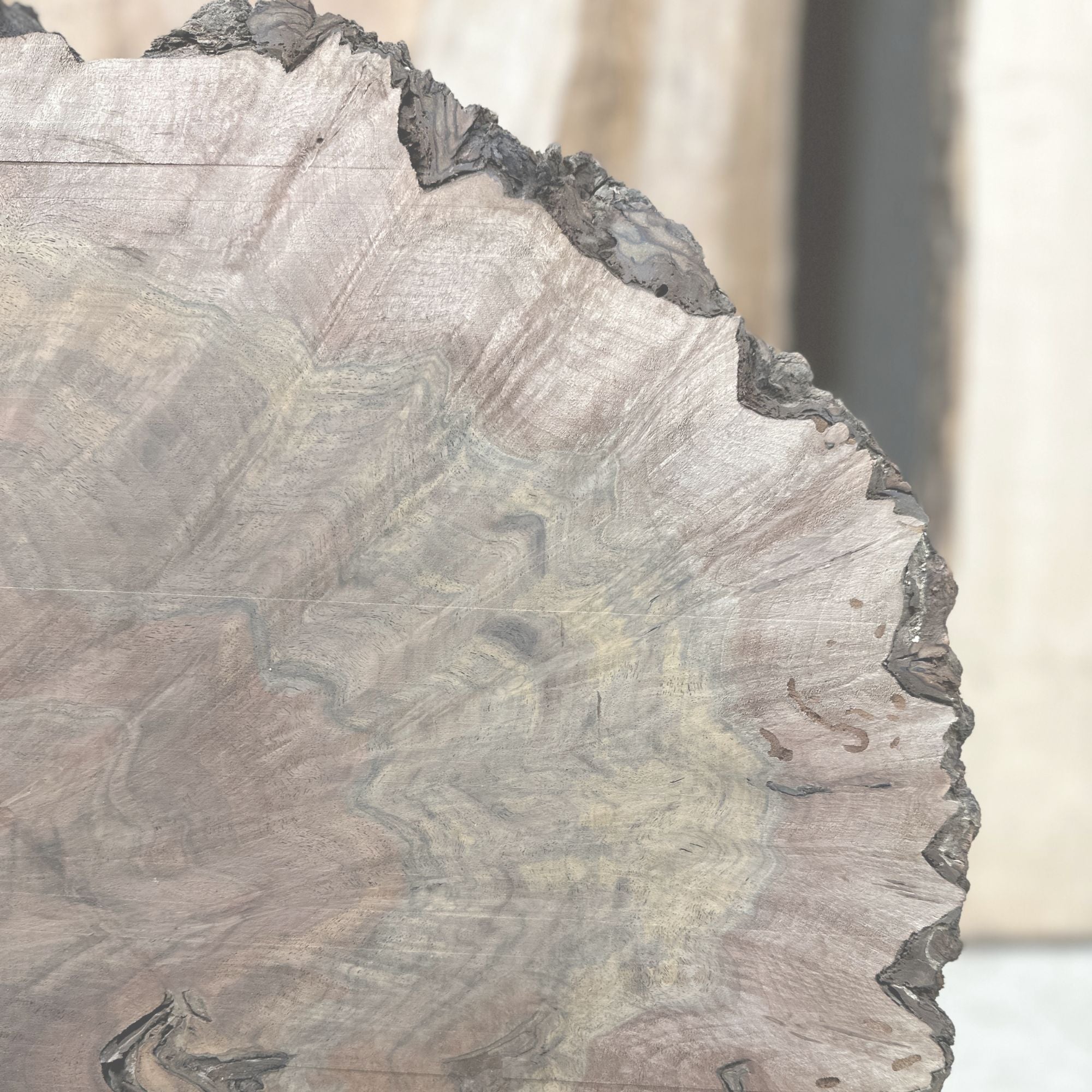 Black Walnut Burl - Hamilton Lee Supply
