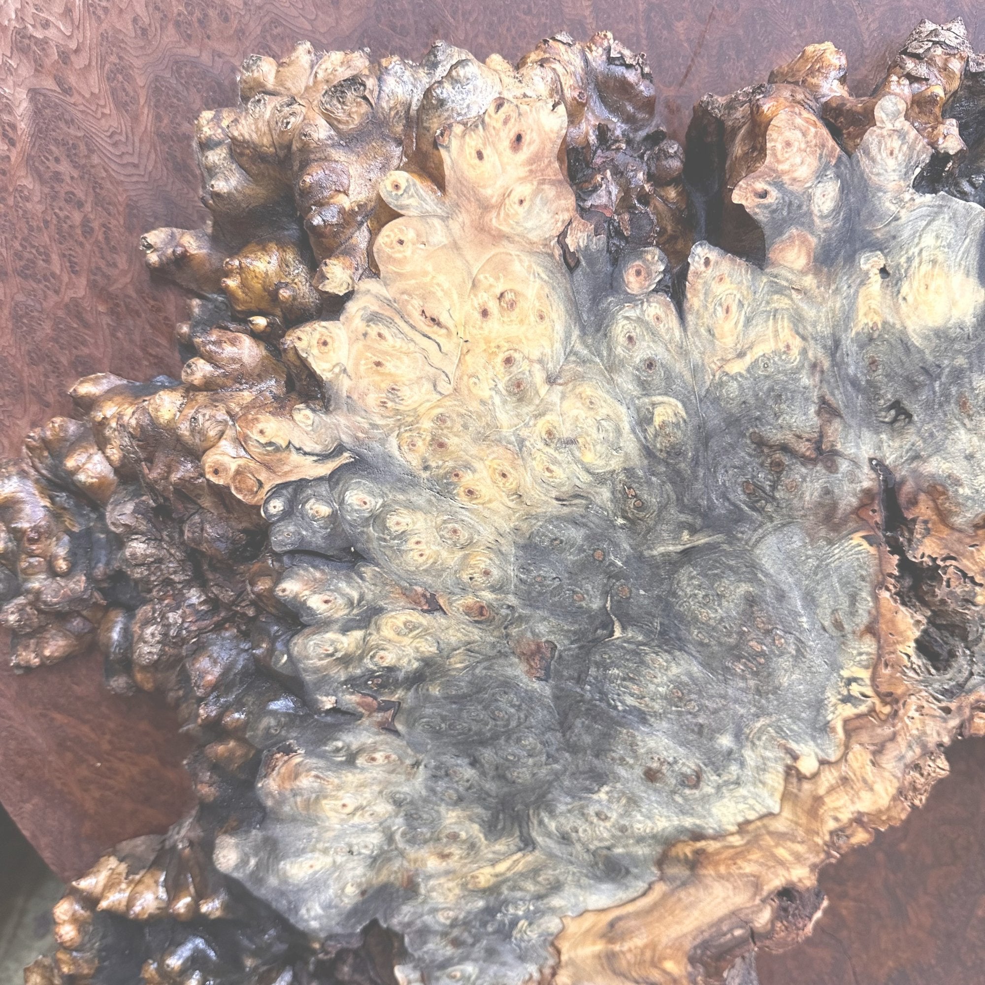 Buckeye Burl - Hamilton Lee Supply