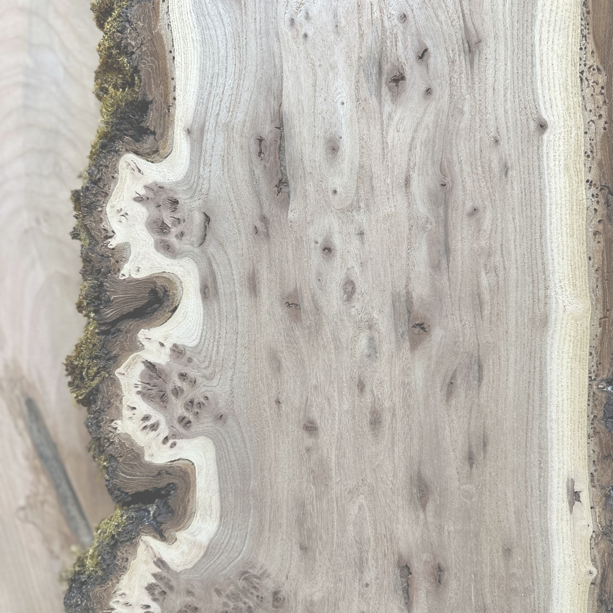 Elm - Hamilton Lee Supply