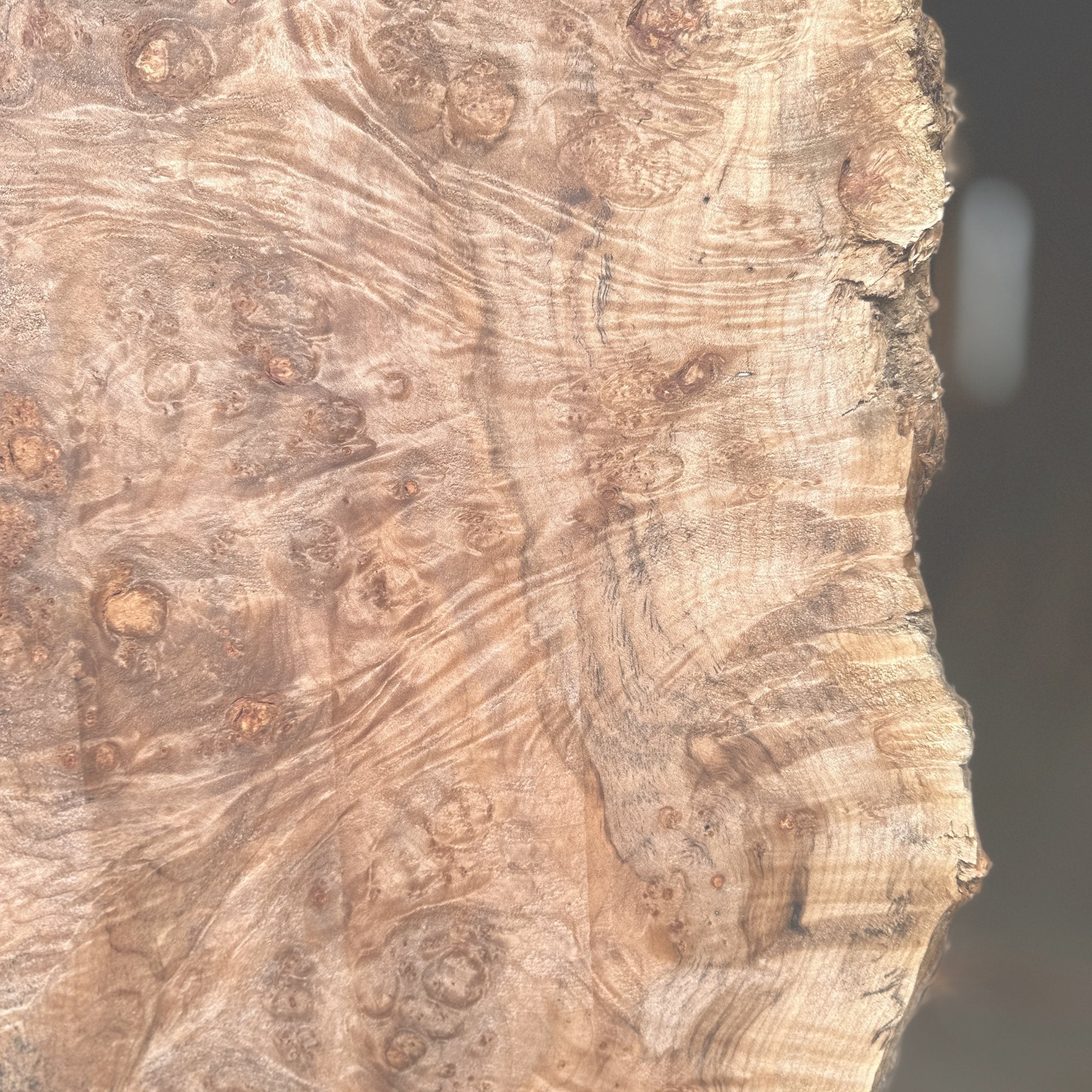 Maple, Big Leaf - Hamilton Lee Supply