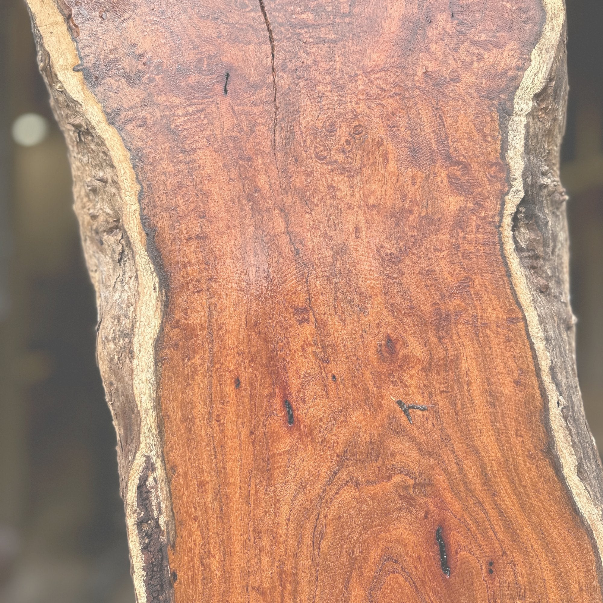 Mesquite - Hamilton Lee Supply