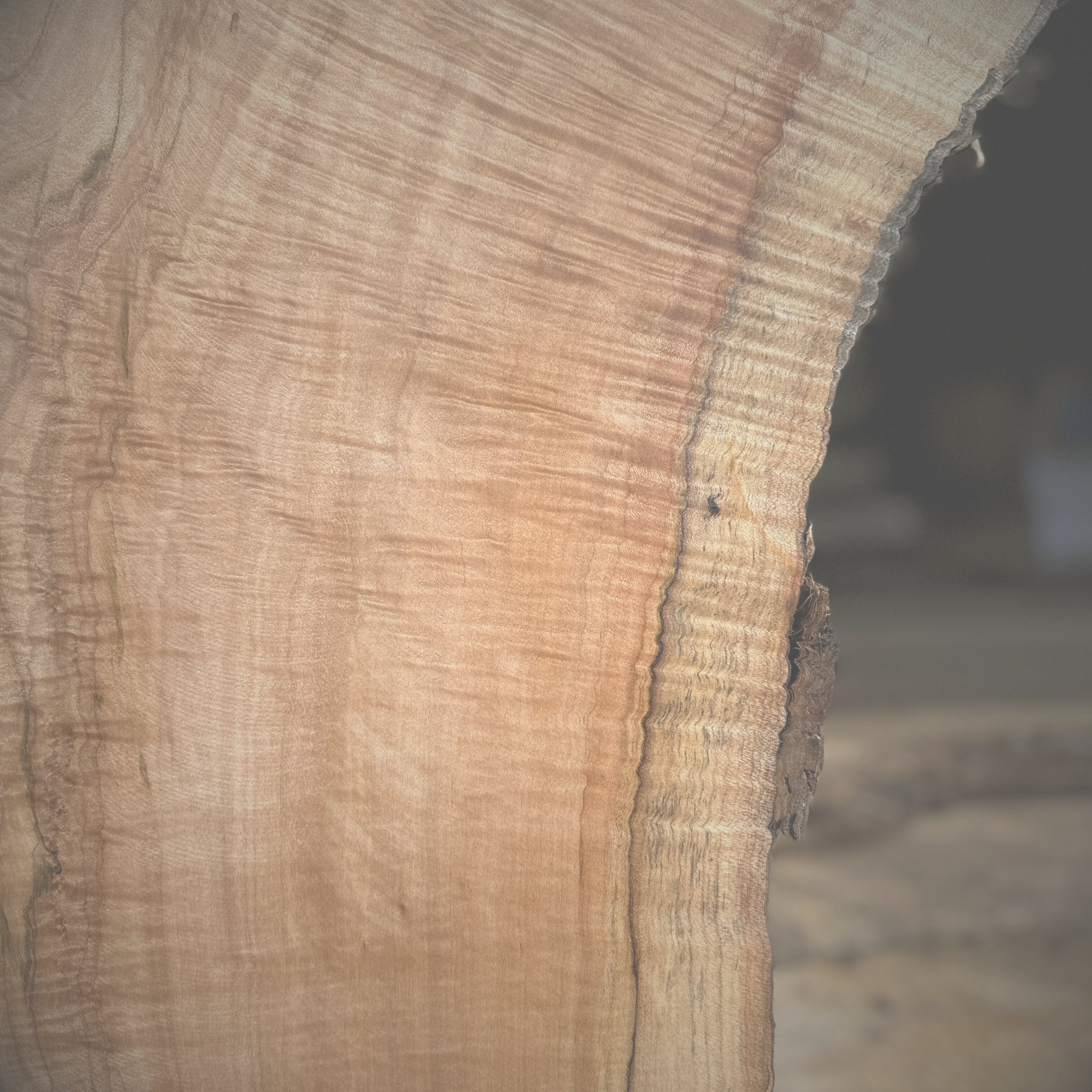 Norway Maple - Hamilton Lee Supply