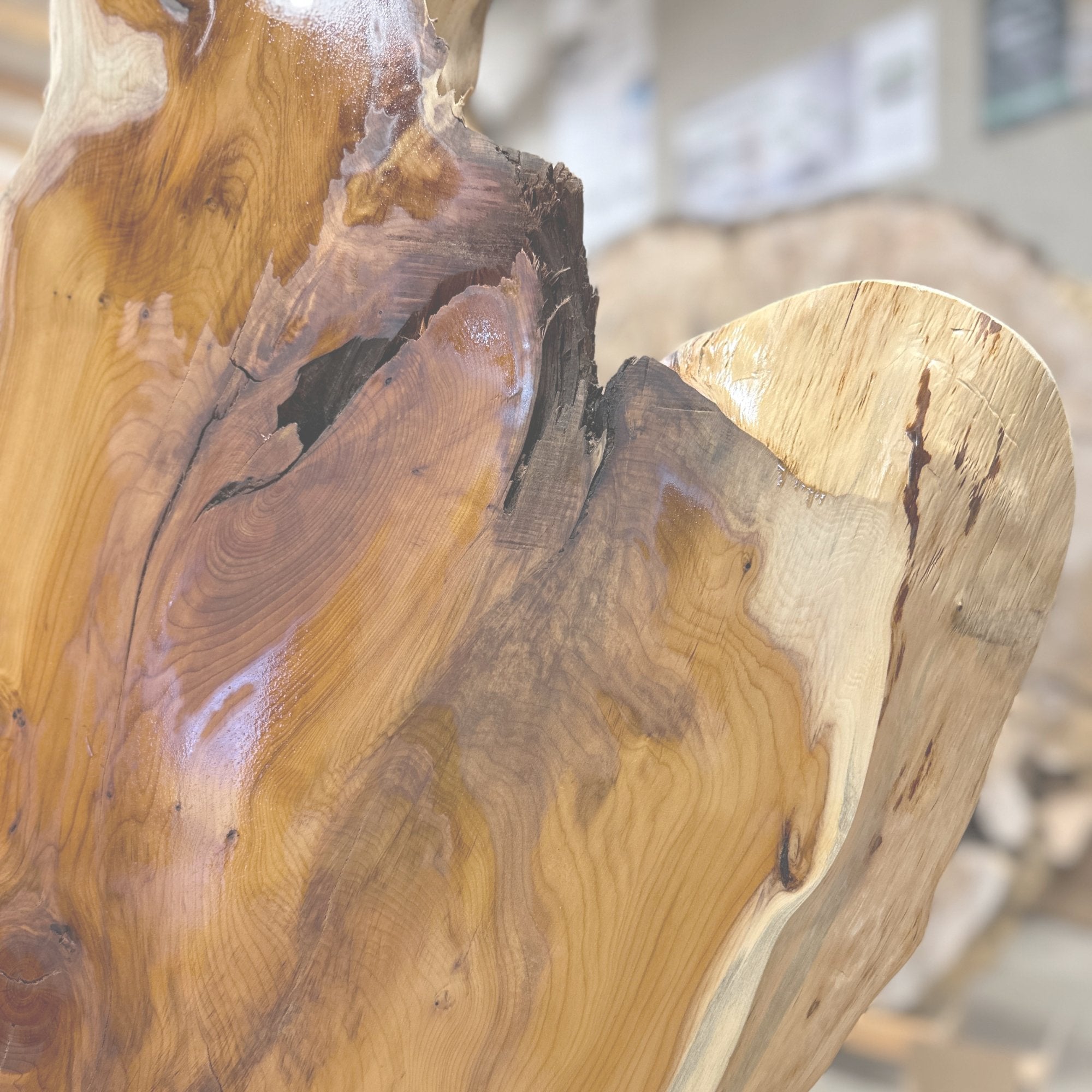 Pacific Yew - Hamilton Lee Supply